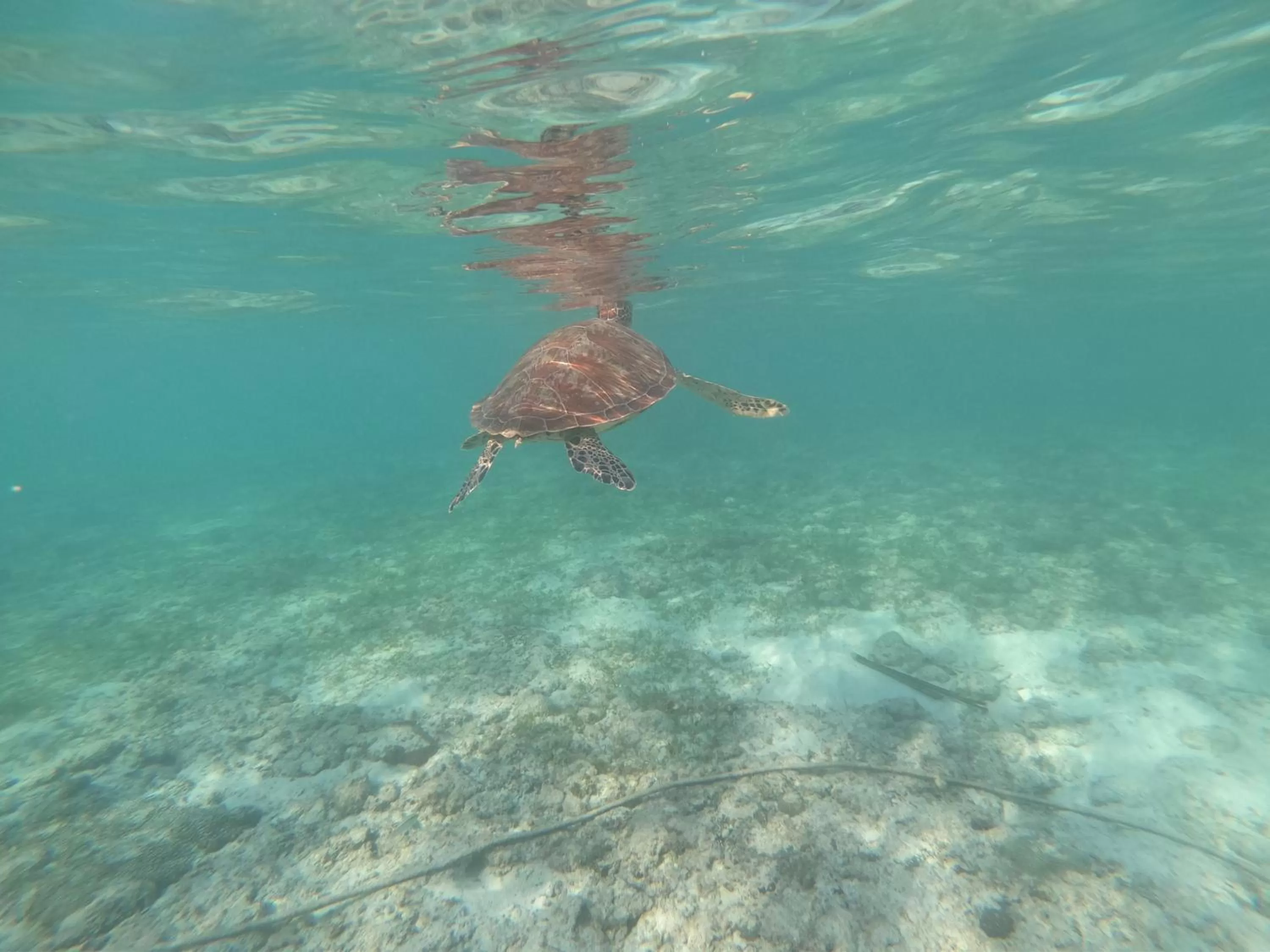 Snorkeling, Bird's-eye View in West Coast Beach House