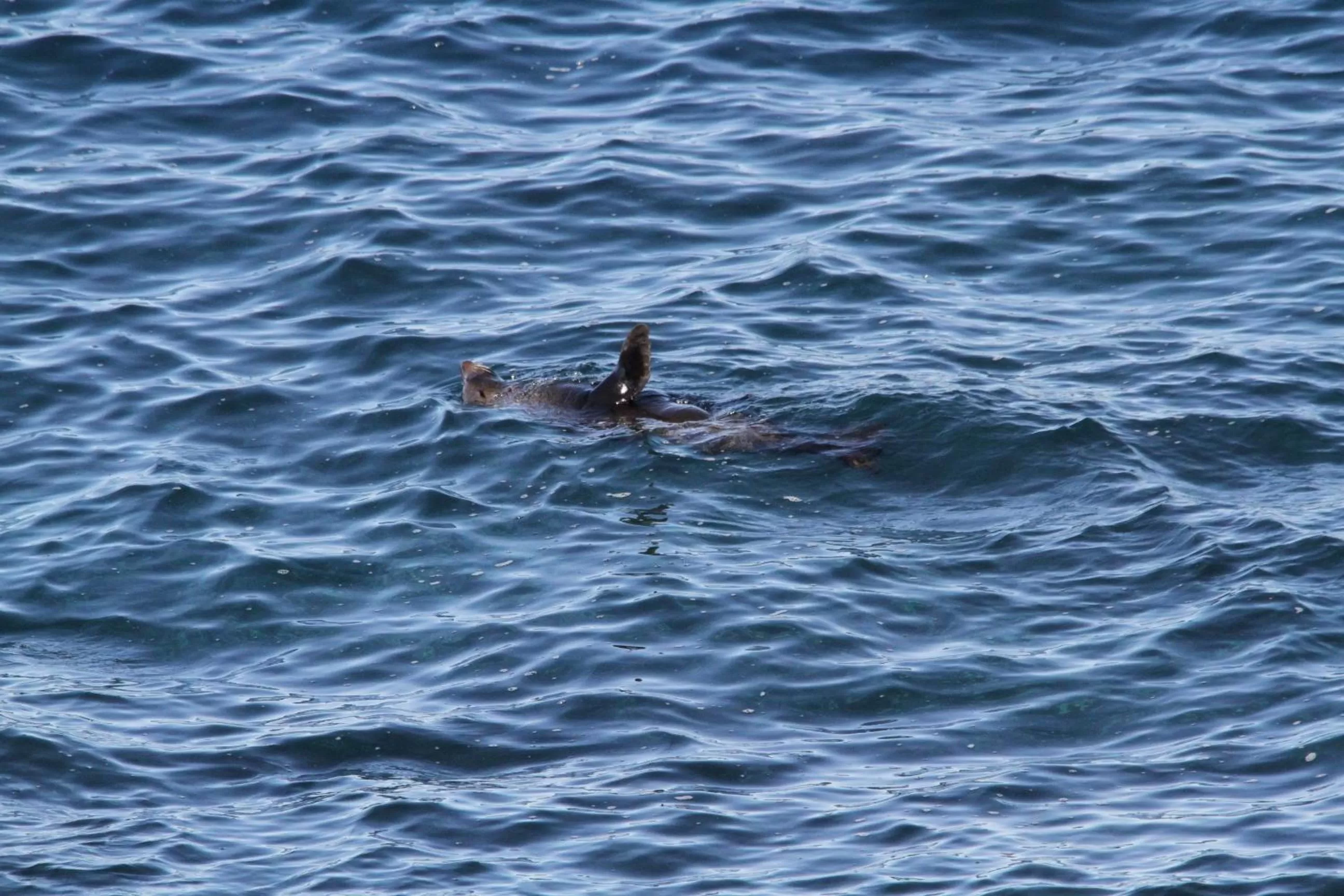 Animals, Other Animals in Sea Whispers