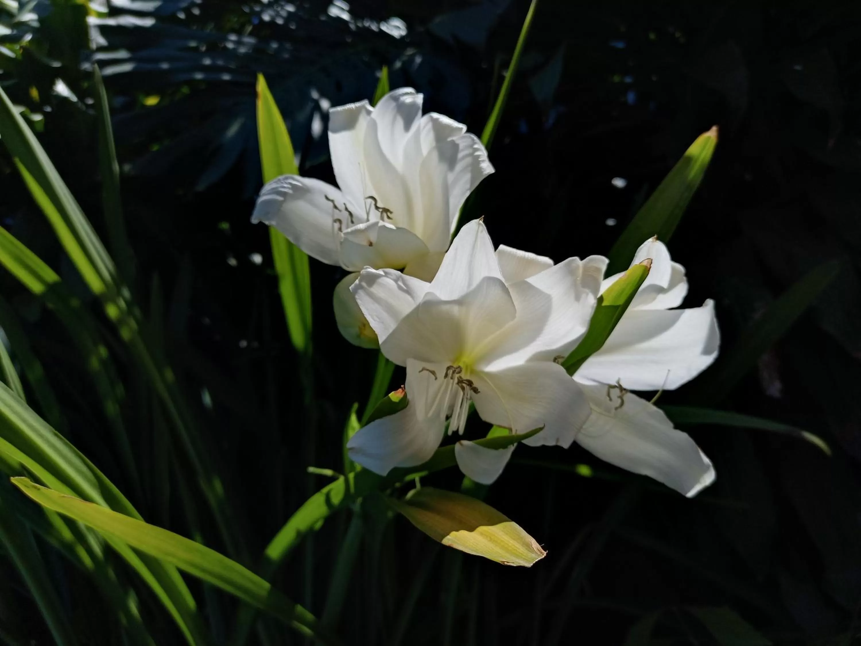 Garden in Nirvana Apartament Hostal