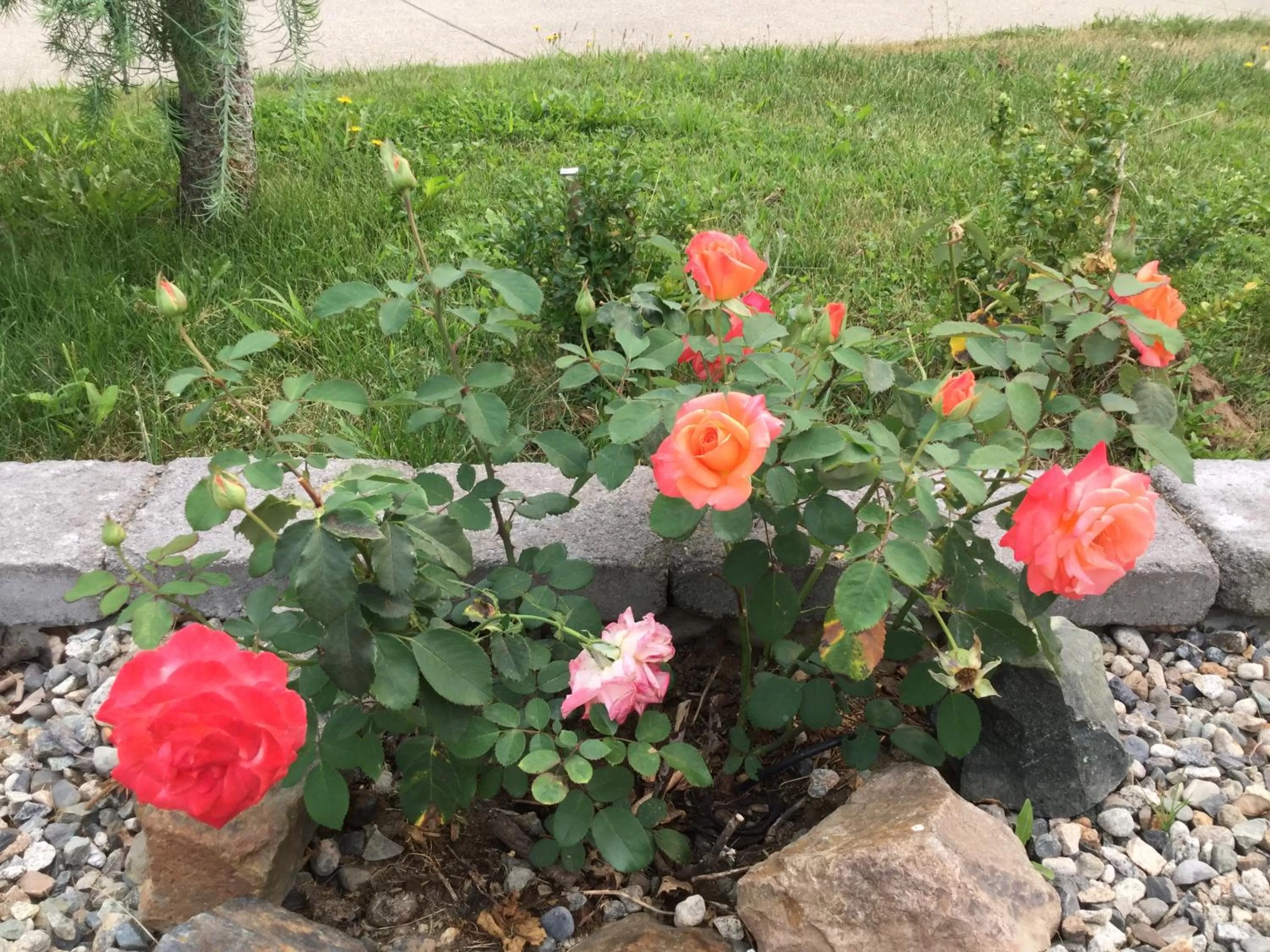 Garden in Hope Springs Eternal Bed and Breakfast