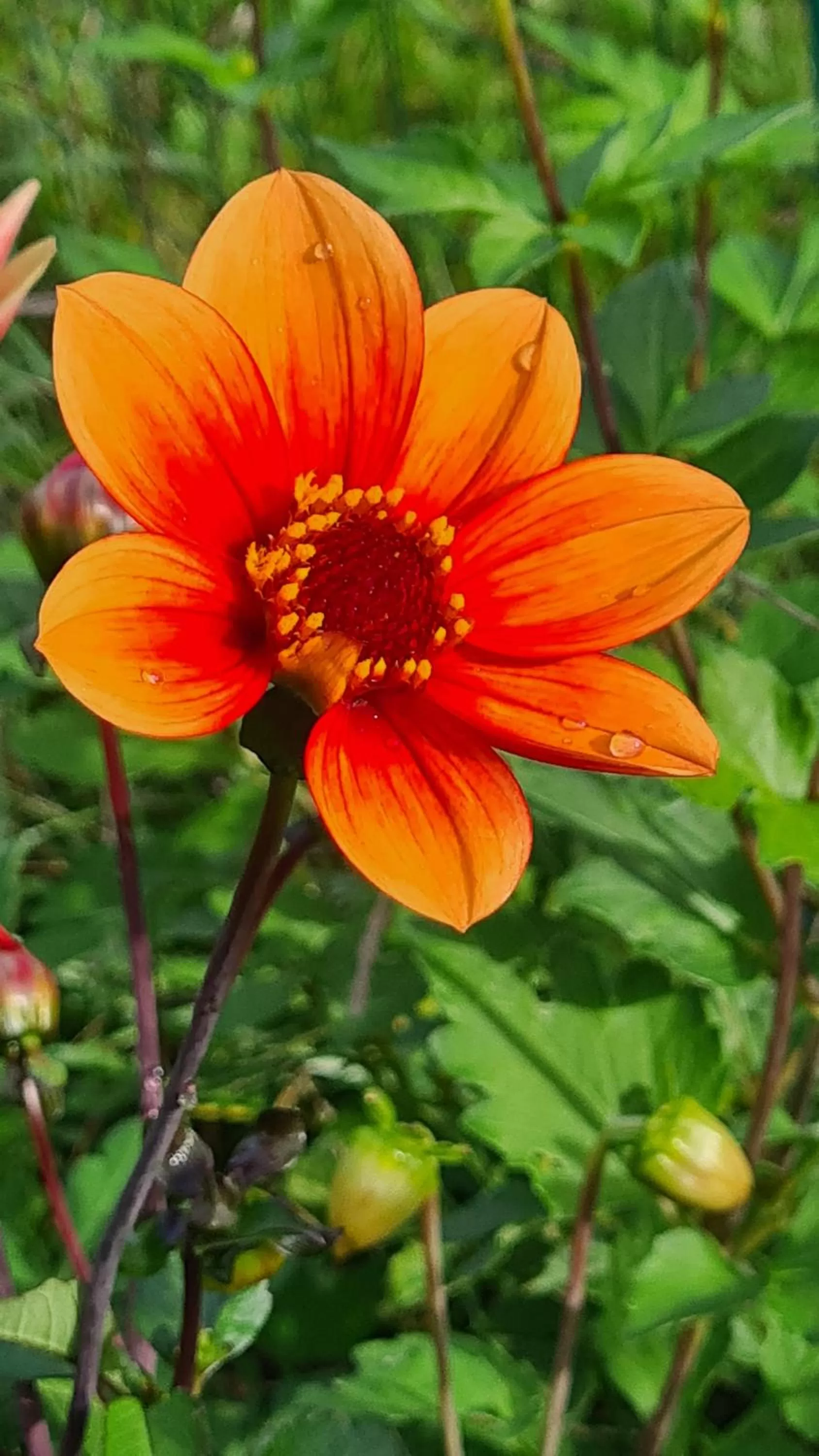 Garden in lesroses1680