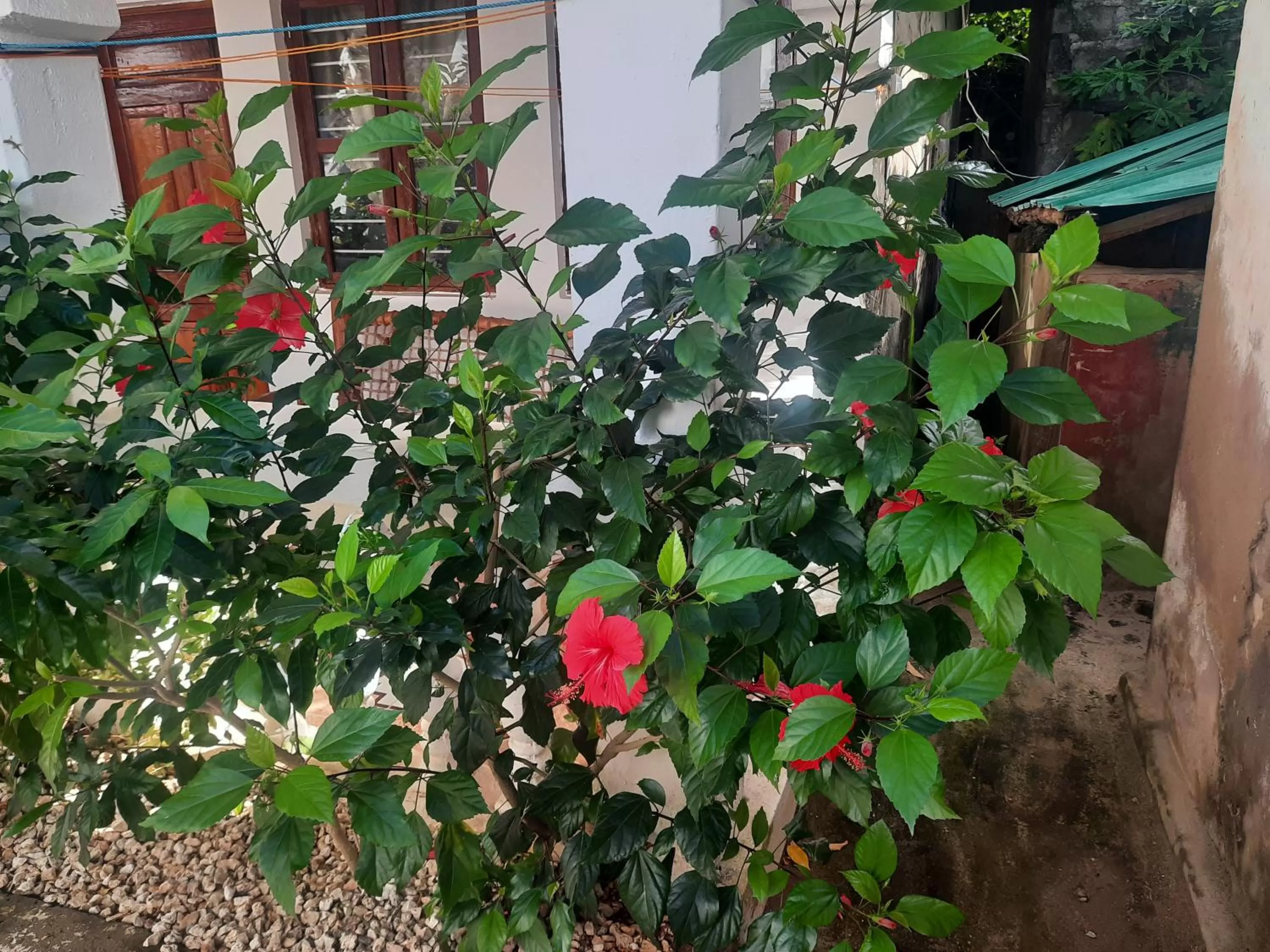 Garden in Ames Nungwi