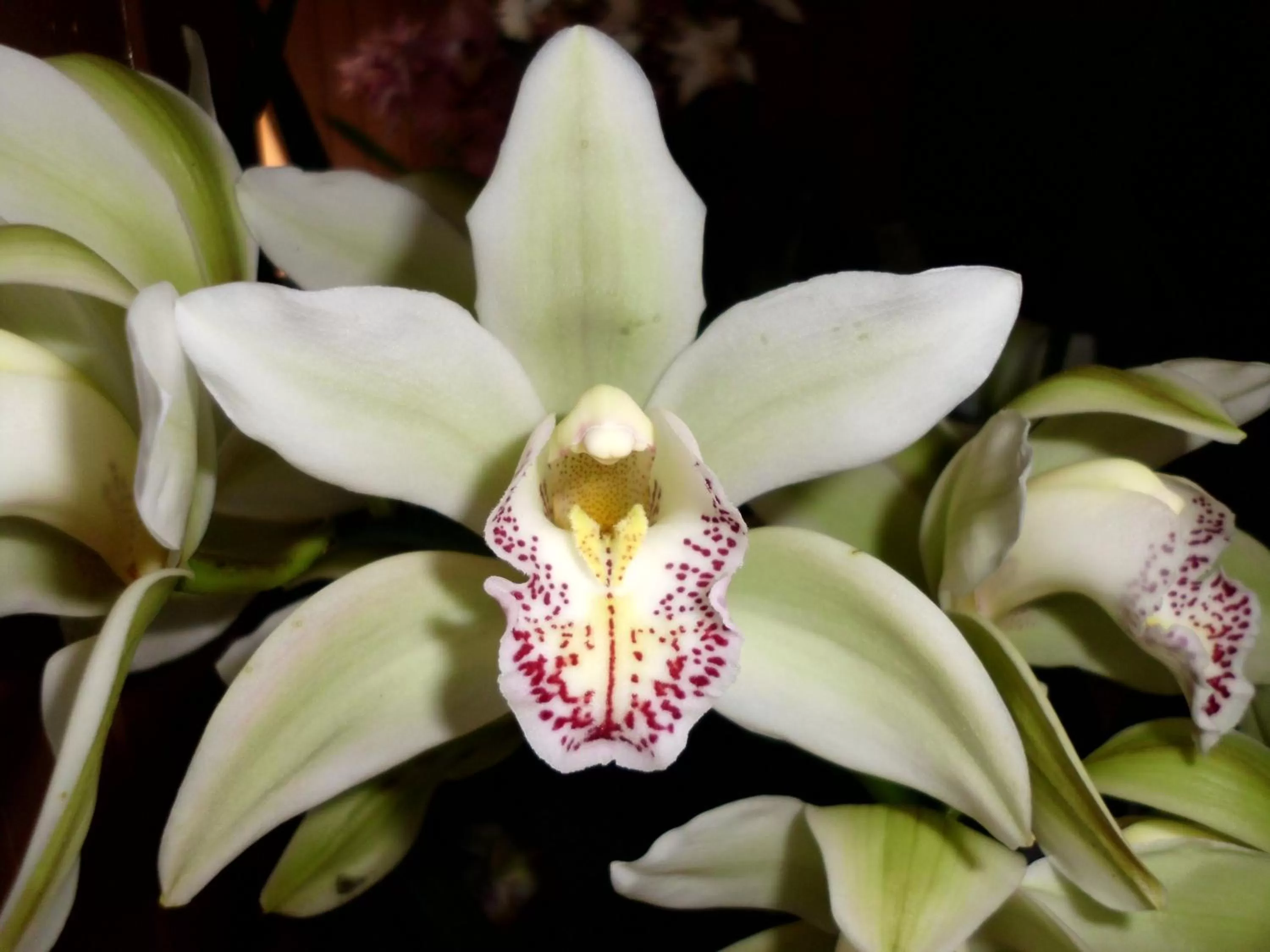Garden in Hotel San Jorge