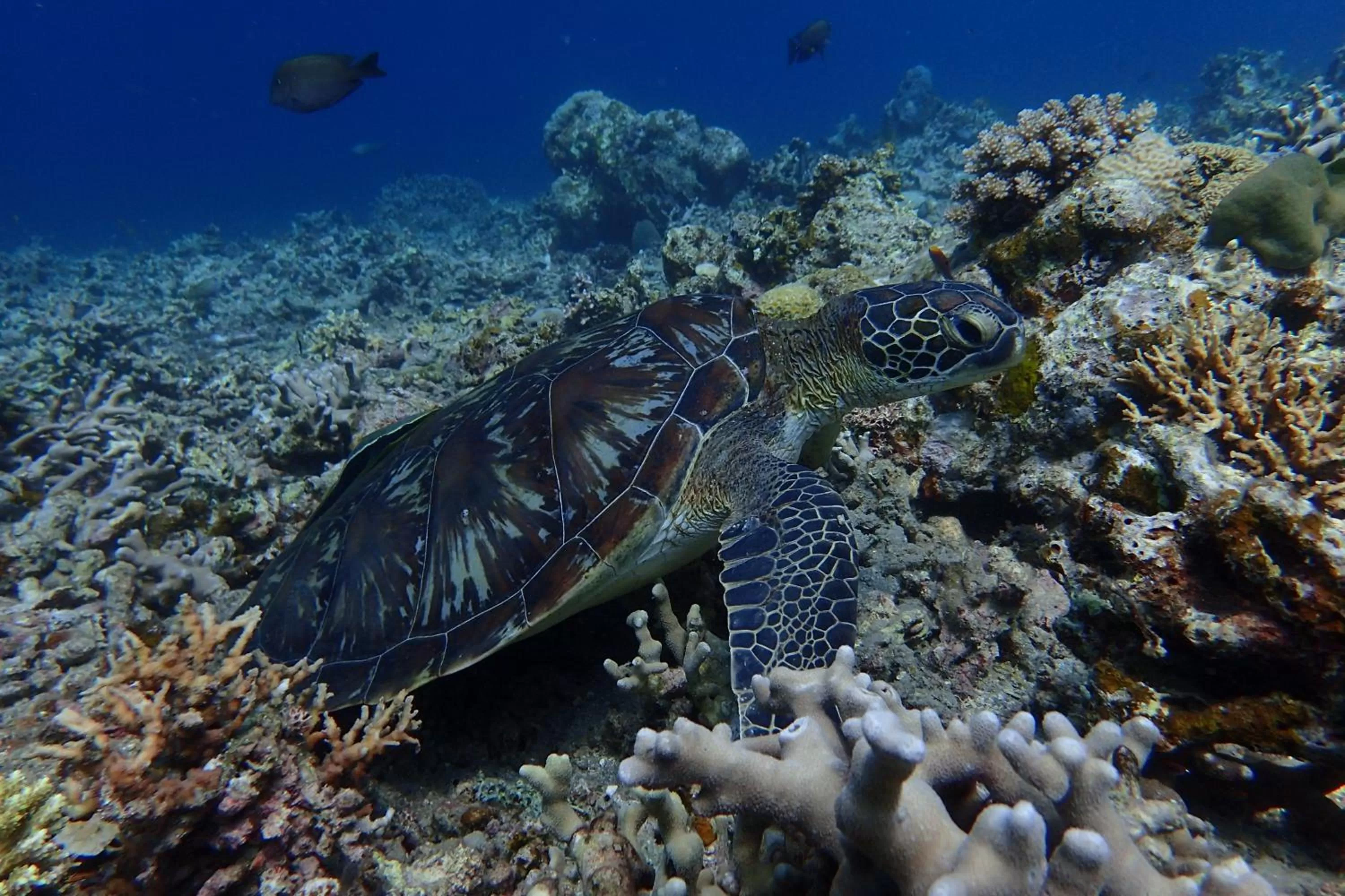 Diving in AivyMaes Divers Resort