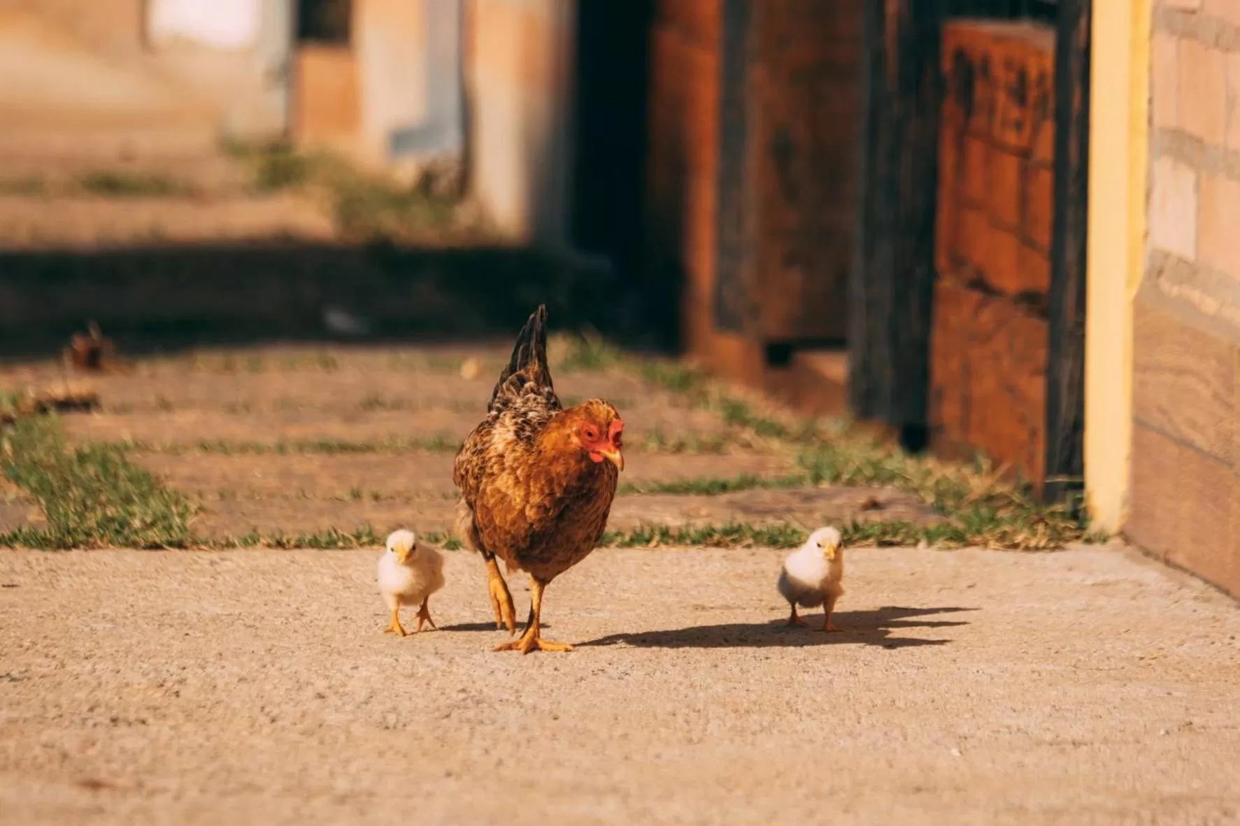 View (from property/room), Other Animals in Pousada Trem Chic