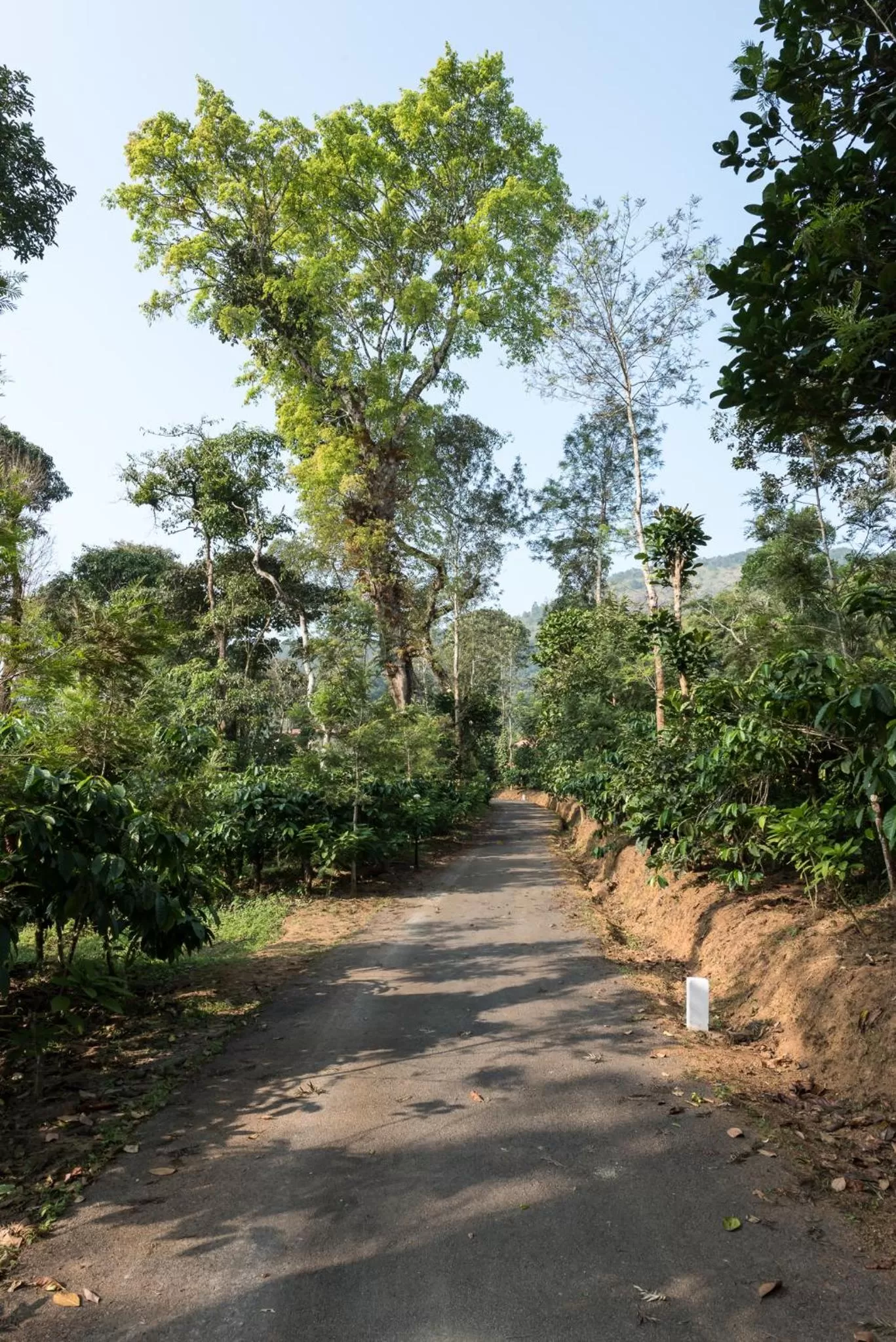 Natural landscape in Magnolia Estates & Resorts