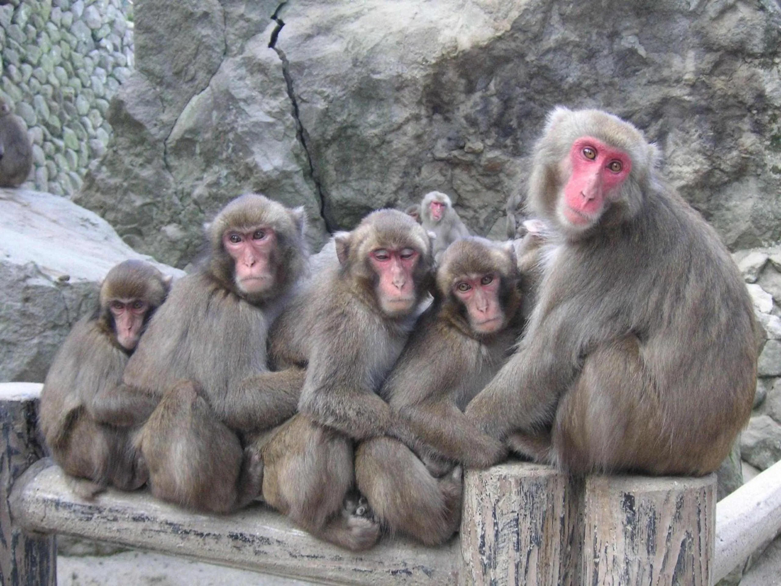 Animals in Guest House Danran