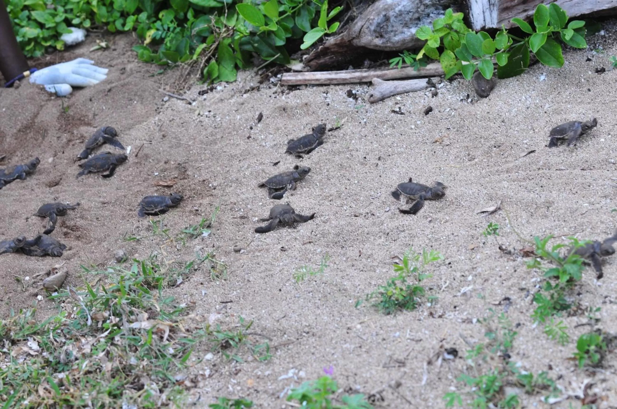 Beach, Other Animals in Bahari Pori Resort