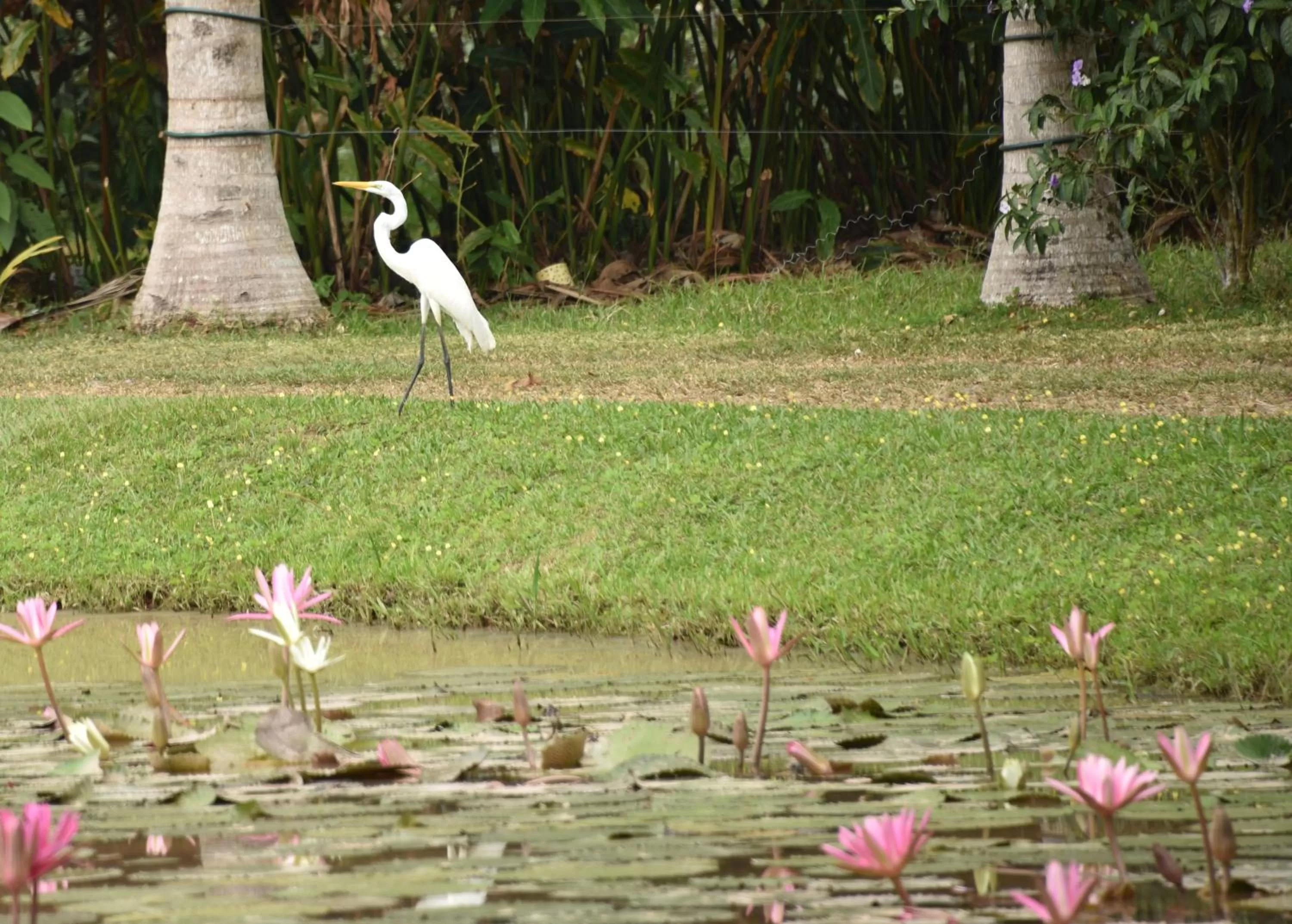 Other Animals in Ecolodge Cosmogénesis
