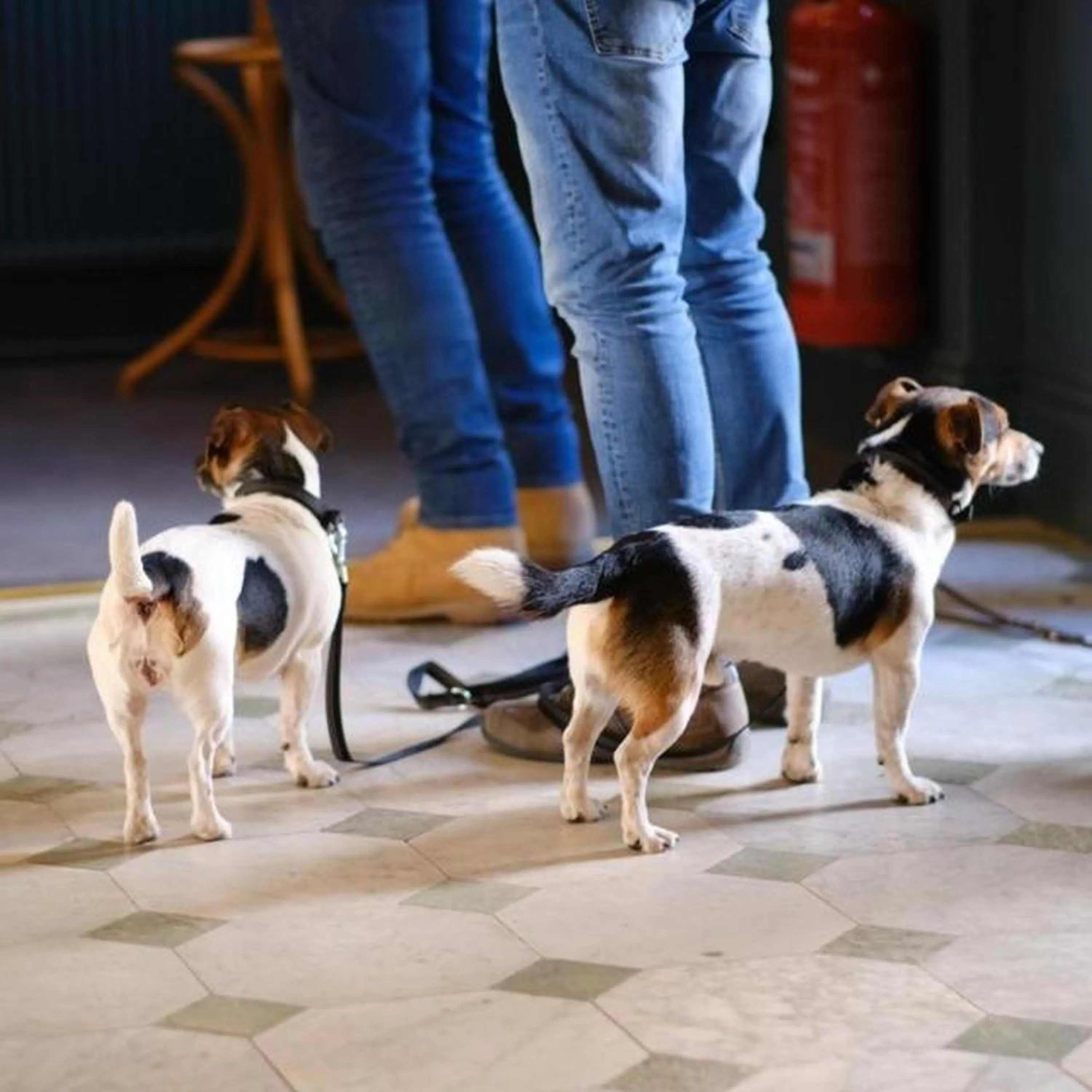 Pets in Polurrian on the Lizard