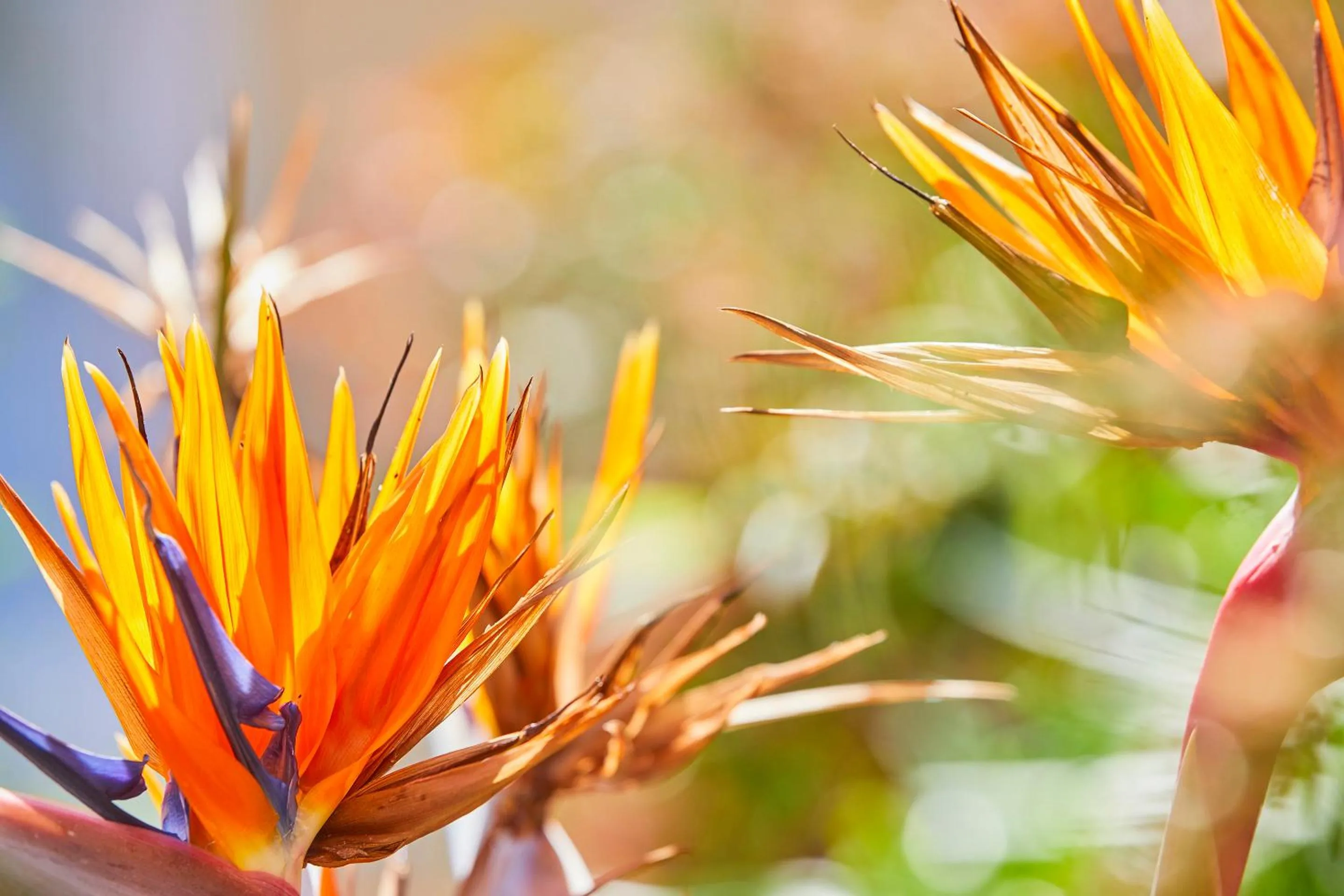 Garden in Hotel Cupidor