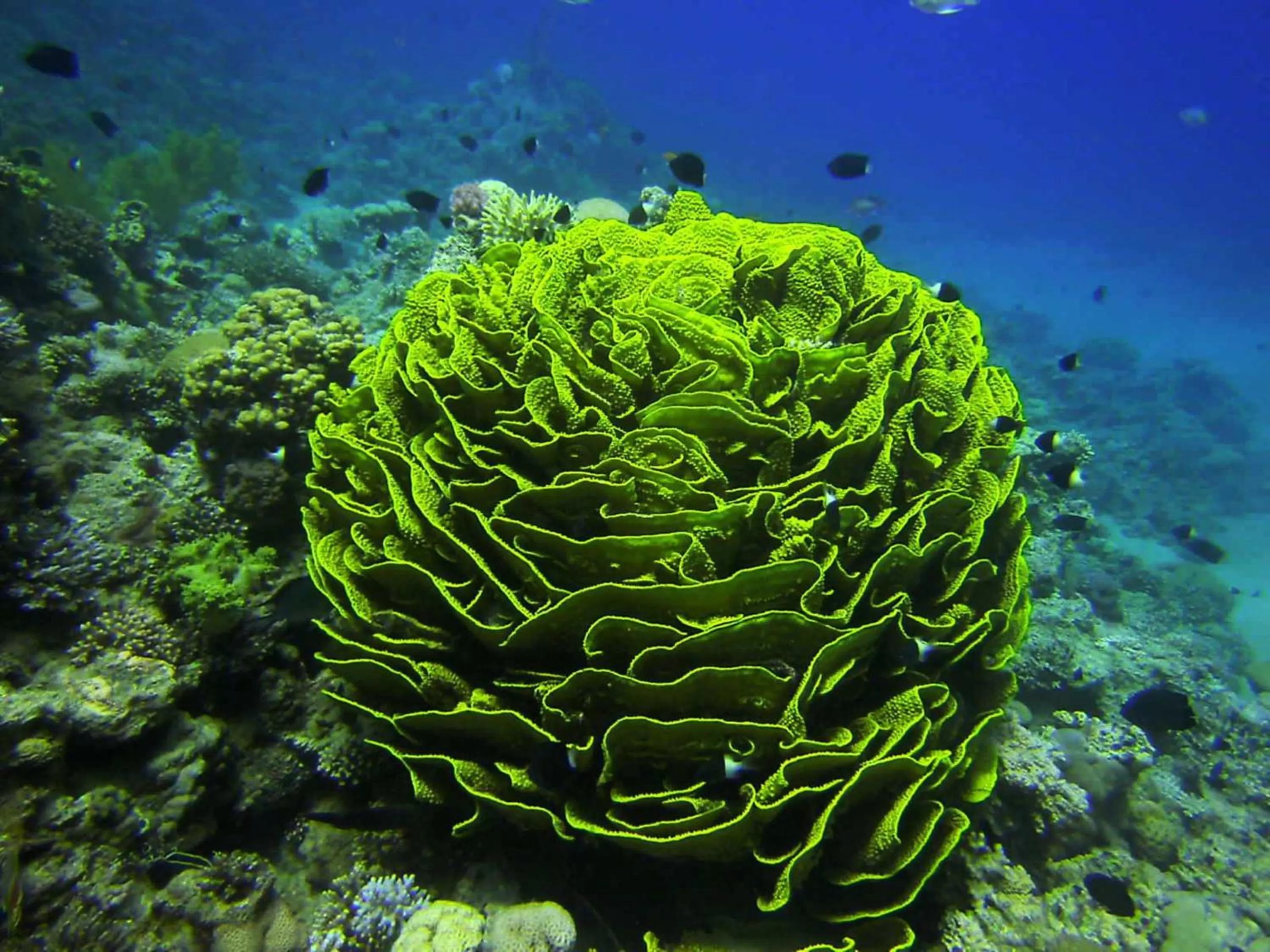 Diving, Other Animals in Arab Divers Dive Center and Bed & Breakfast