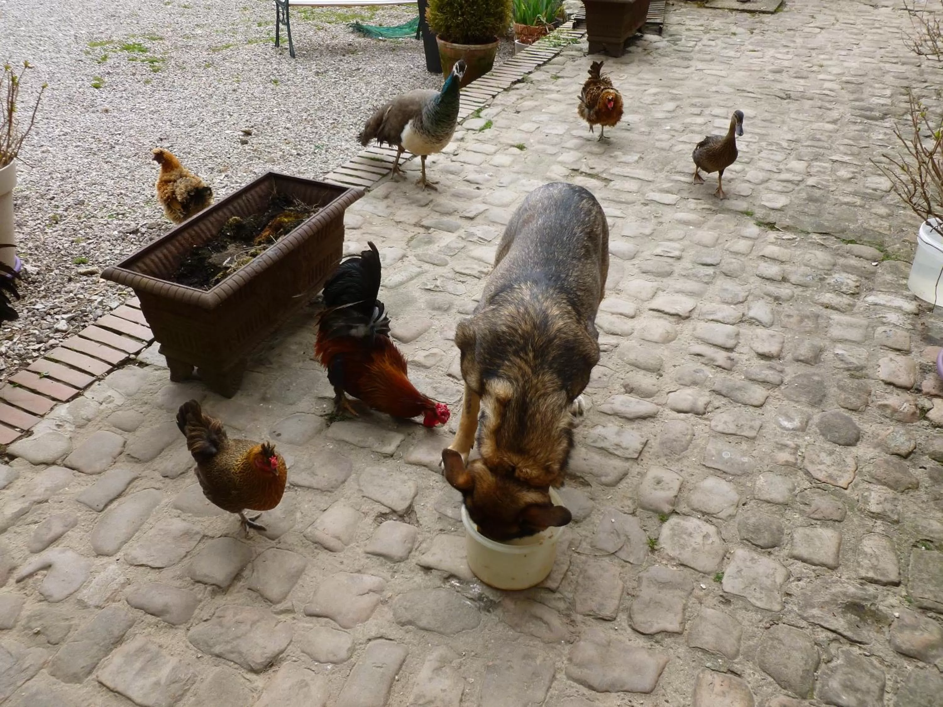 Animals in Manoir Francis