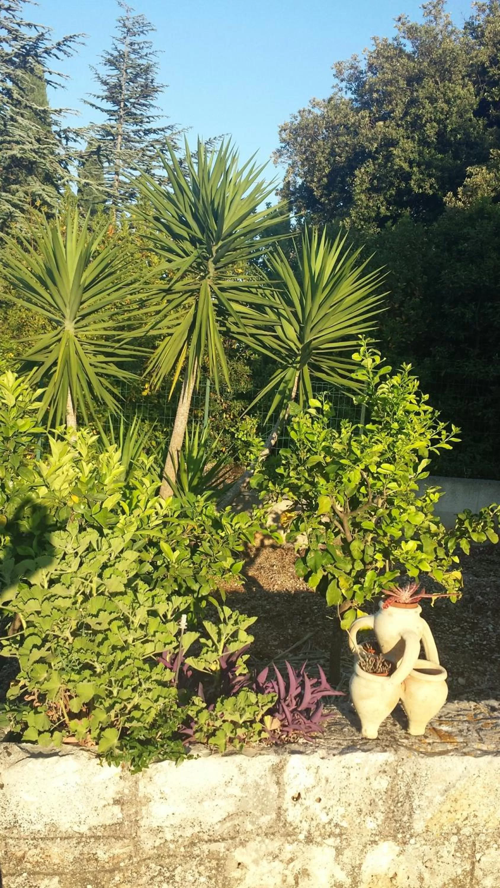 Garden in Le Dimore Del Sarto Polignano a mare