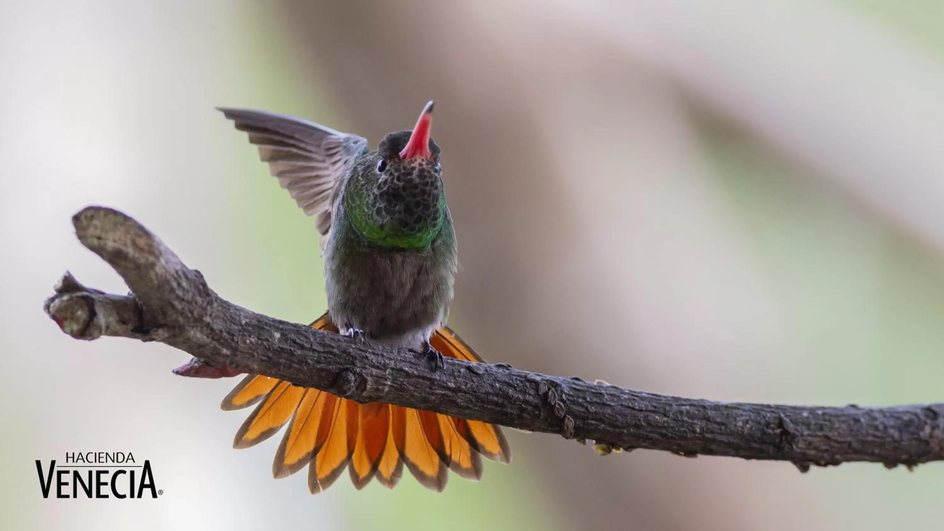 Activities, Other Animals in Hacienda Venecia Coffee Farm Hotel