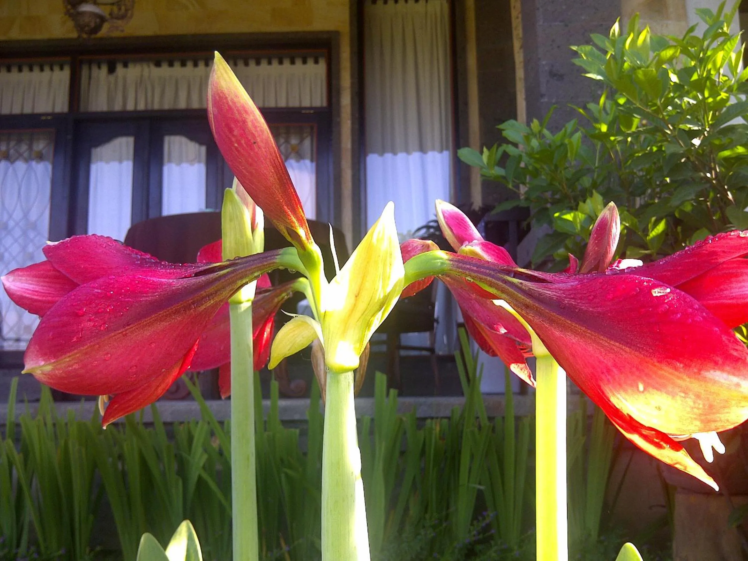 Garden in Kun - Kun Guest House Ubud