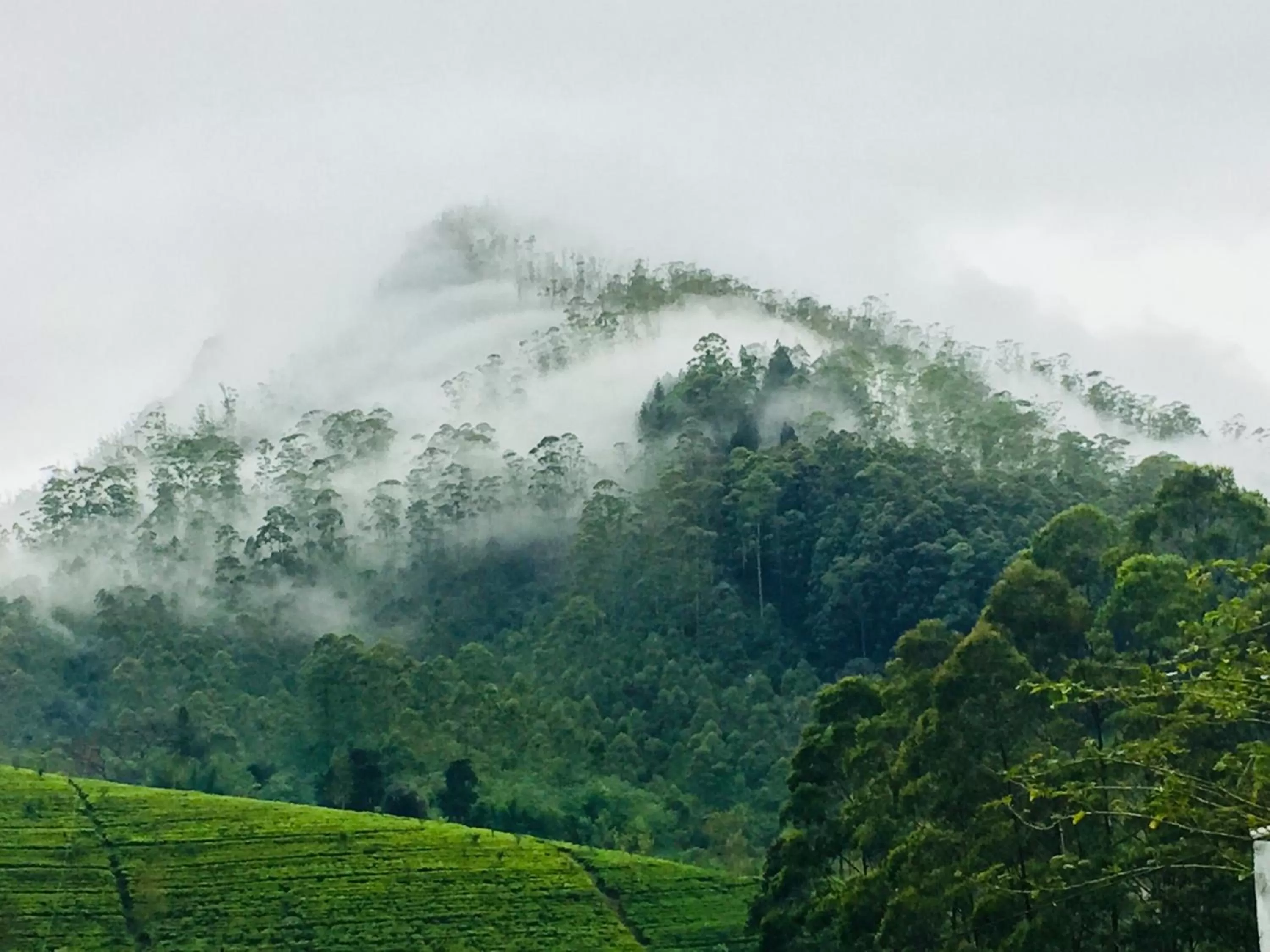 Natural Landscape in Hotel Mount Castle