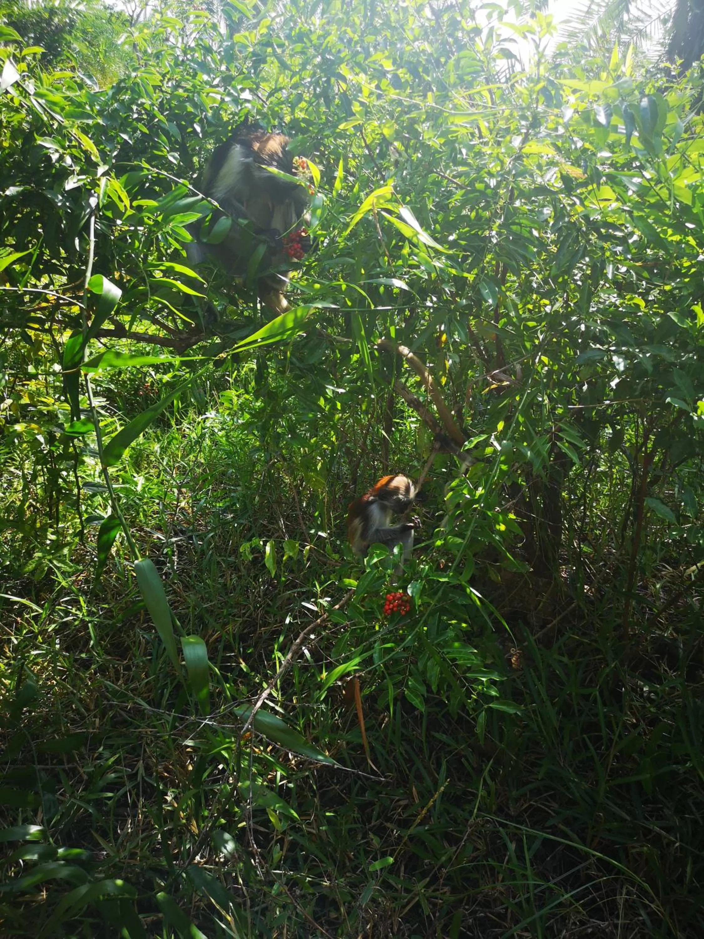 Animals, Other Animals in Canary Nungwi Hotel & Free SPA