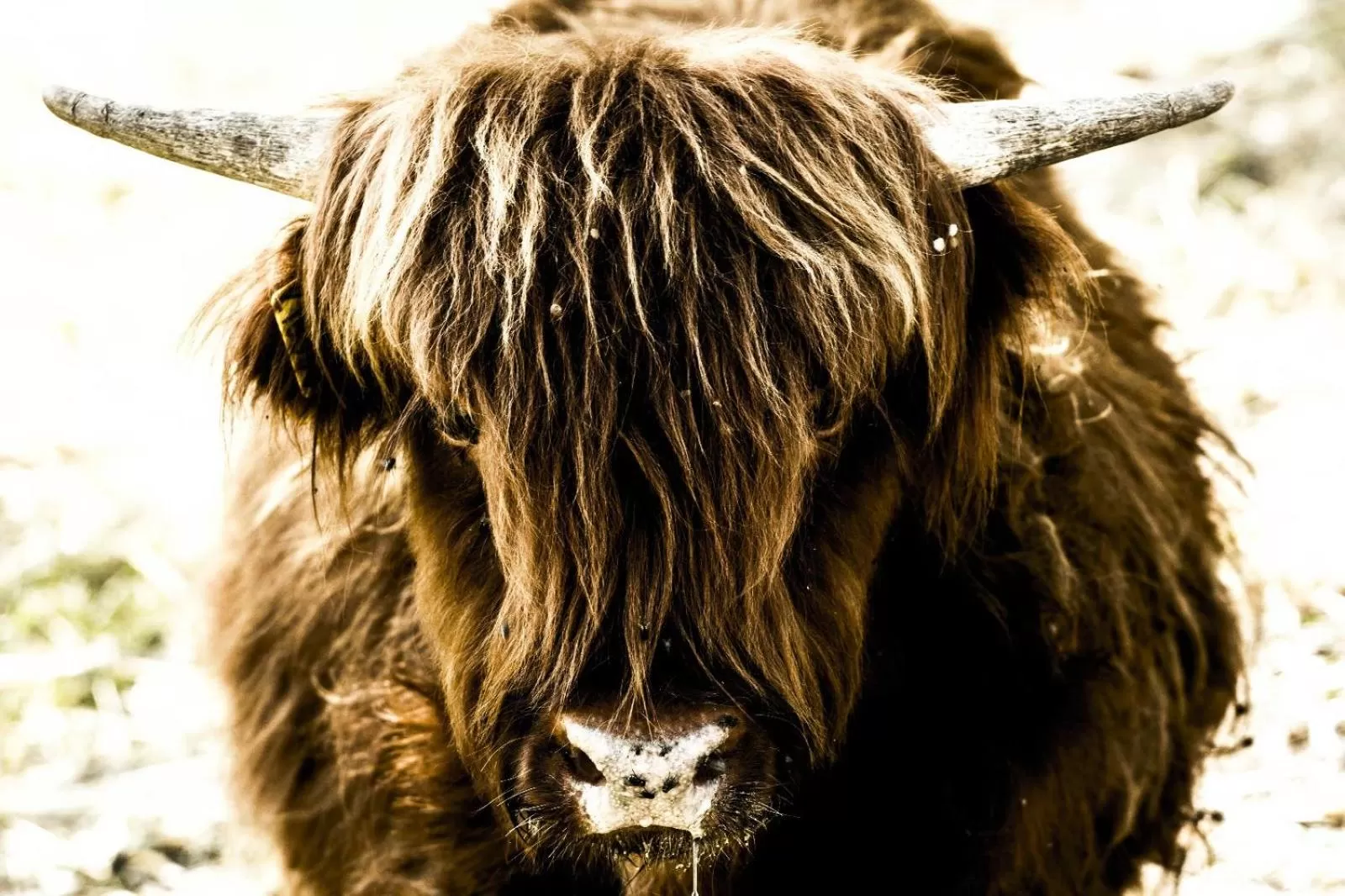 Animals in Montanari Agrivillage