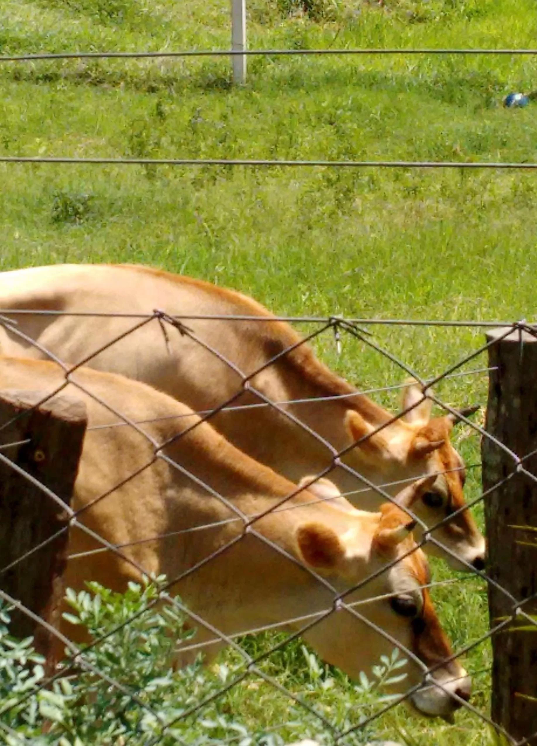 Animals, Pets in Pousada Sorocabana