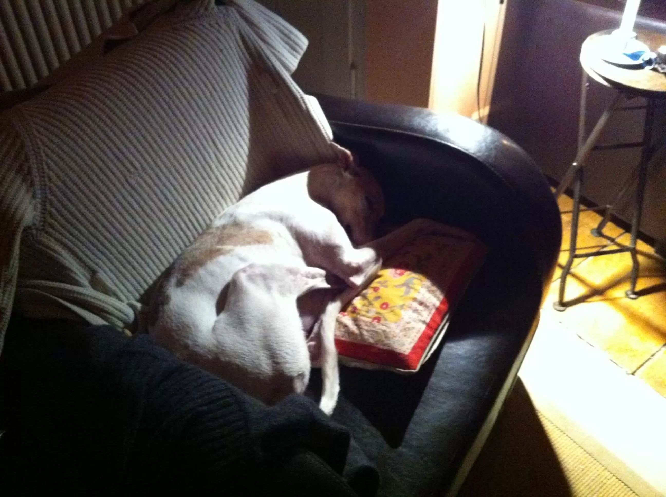 Pets in Nickhof B&B Resort