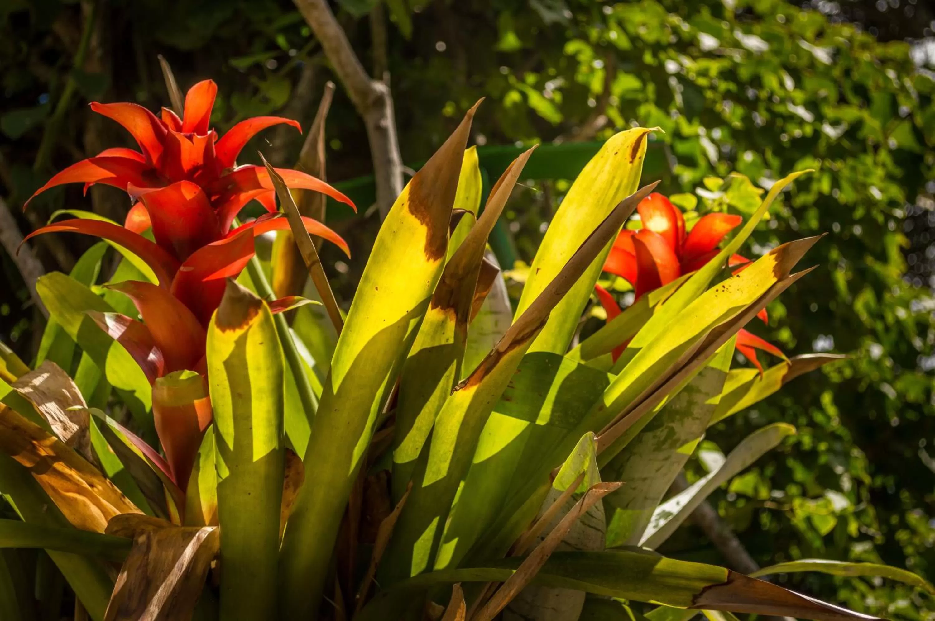 Garden in Village Paraíso