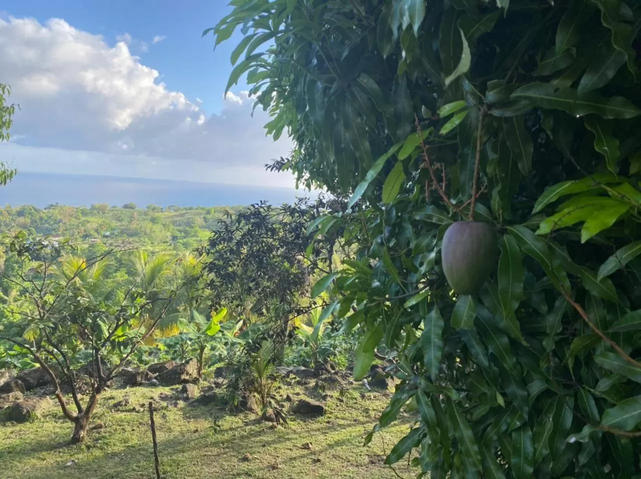 Villa Cajou (Chambre d'hôtes chez l'habitant)