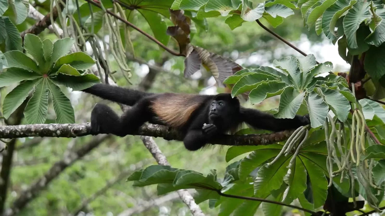 Animals, Other Animals in La Ceiba Tree Lodge