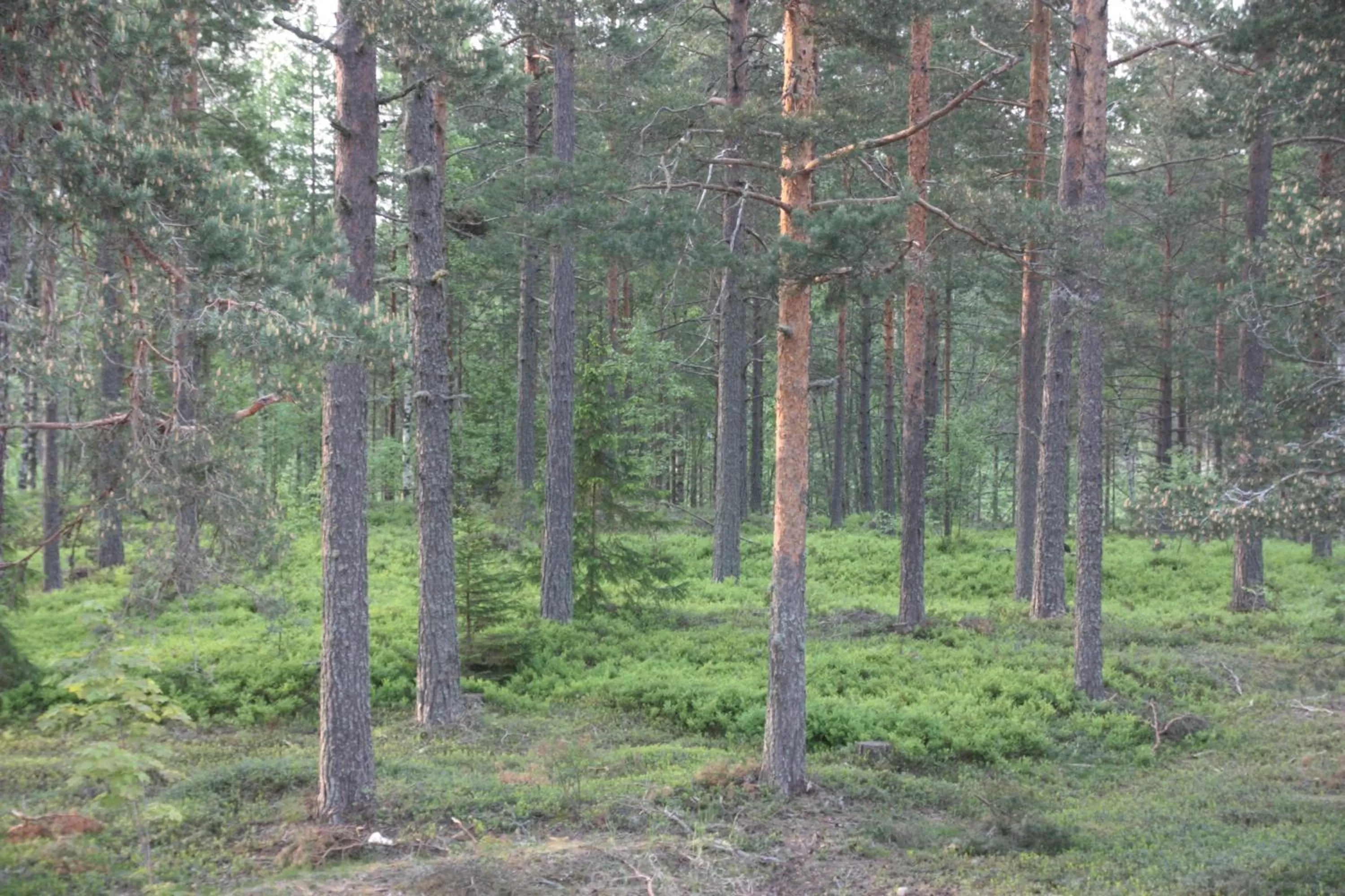 Area and facilities in Hedenstugan B&B Hotel