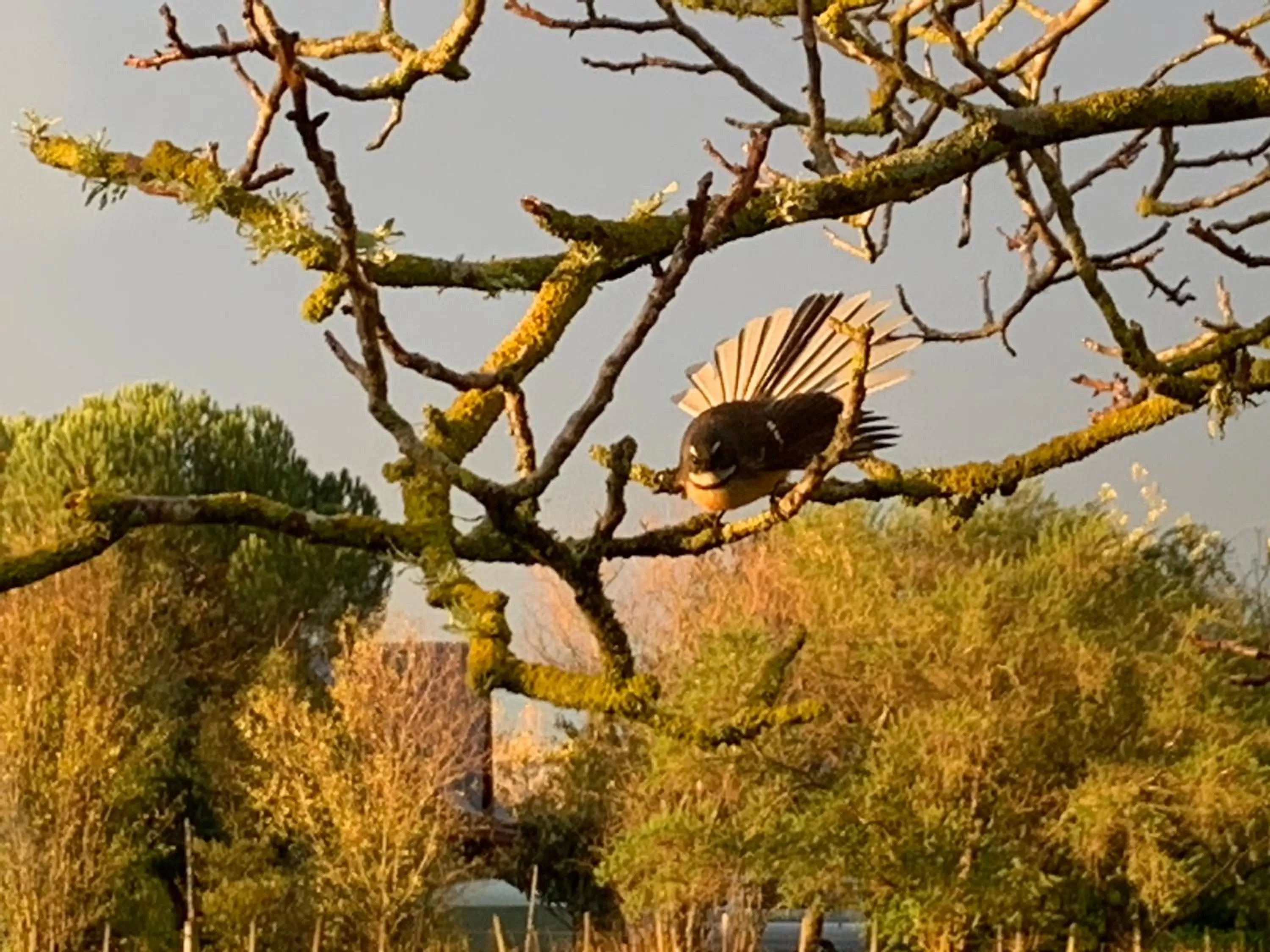 Animals, Other Animals in Quail Farm, Colonial charm