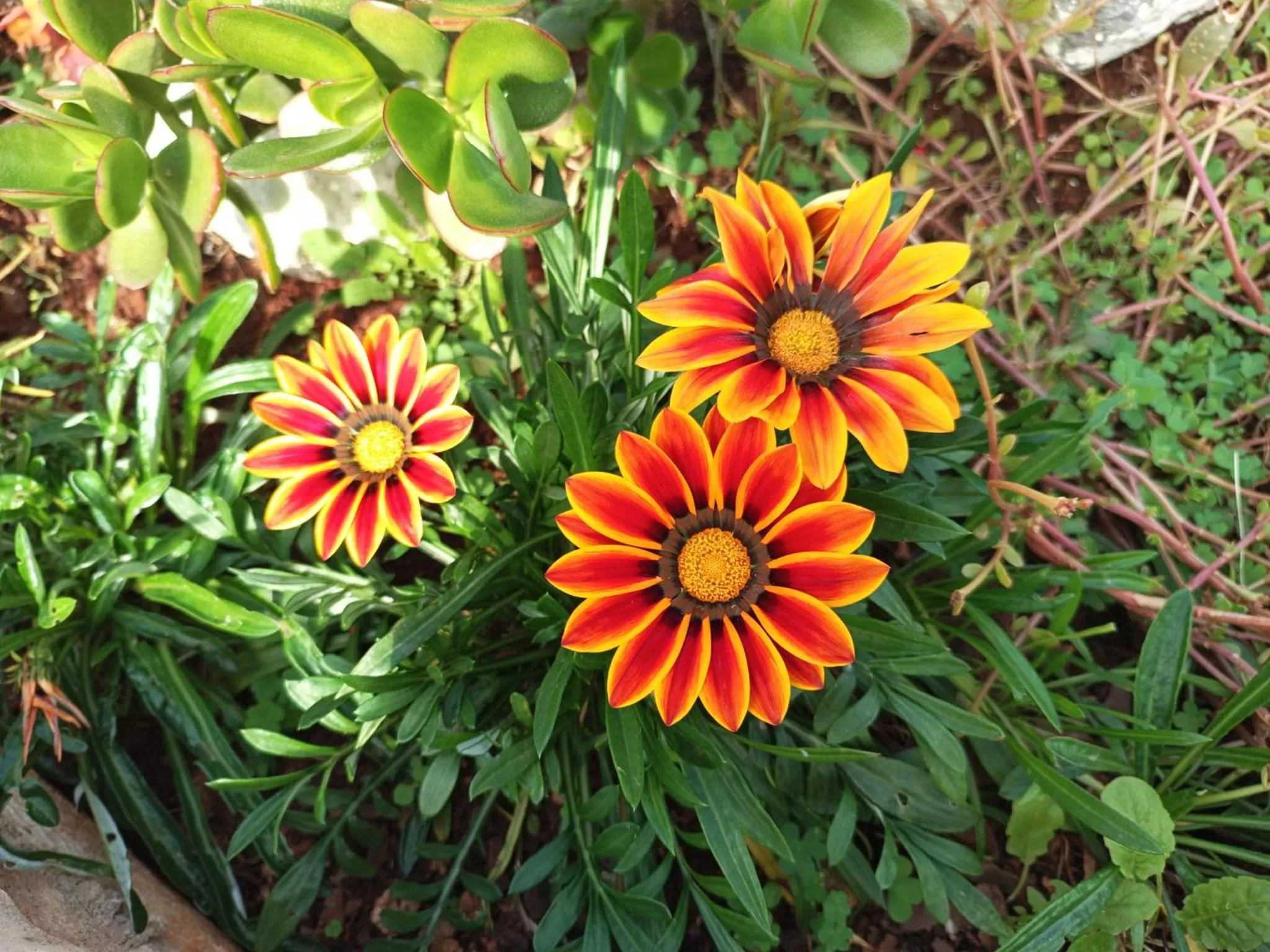 Garden in Queensburgh B&B or Self Catering