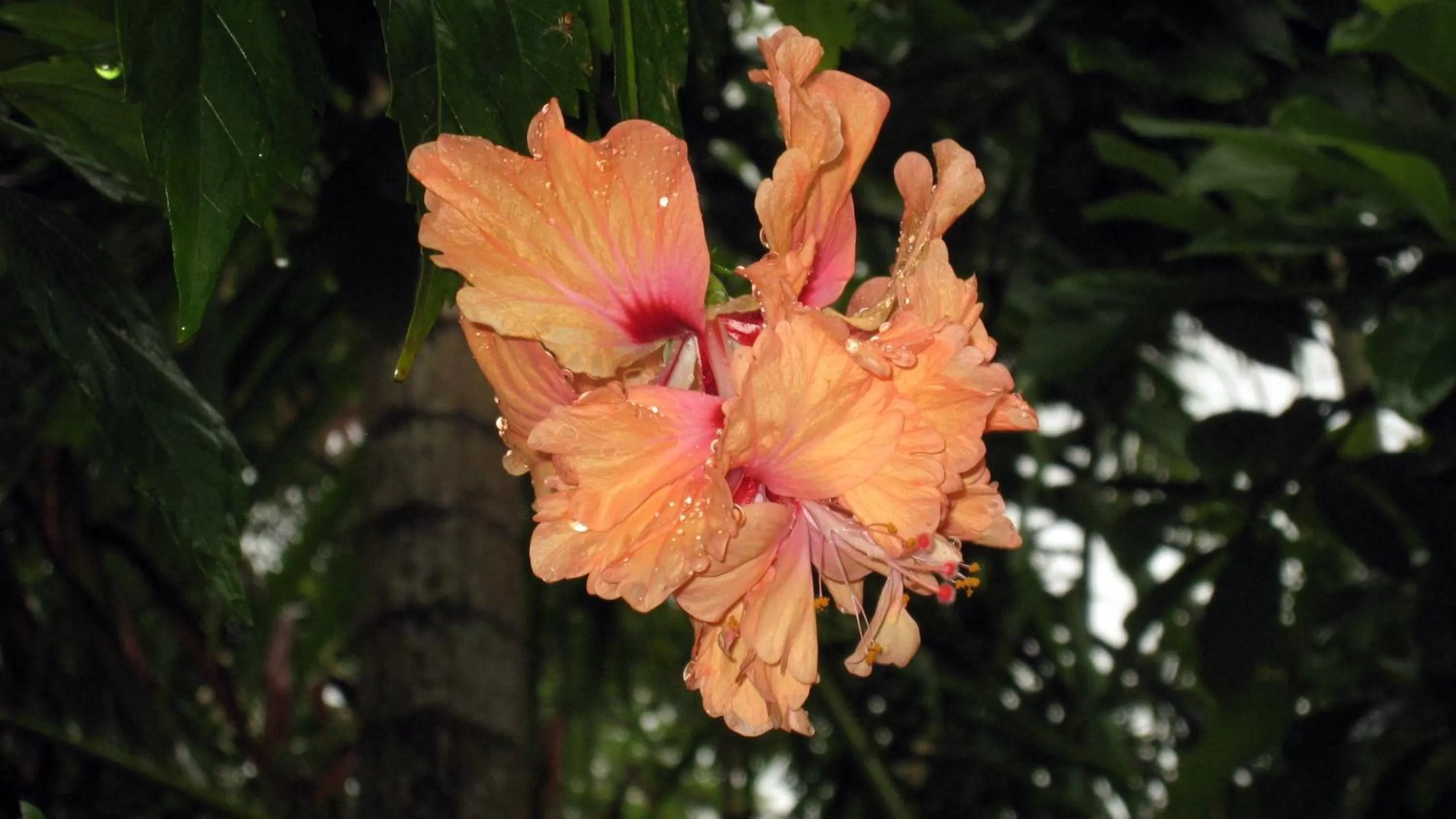 Garden in Coral Motel & Apartments