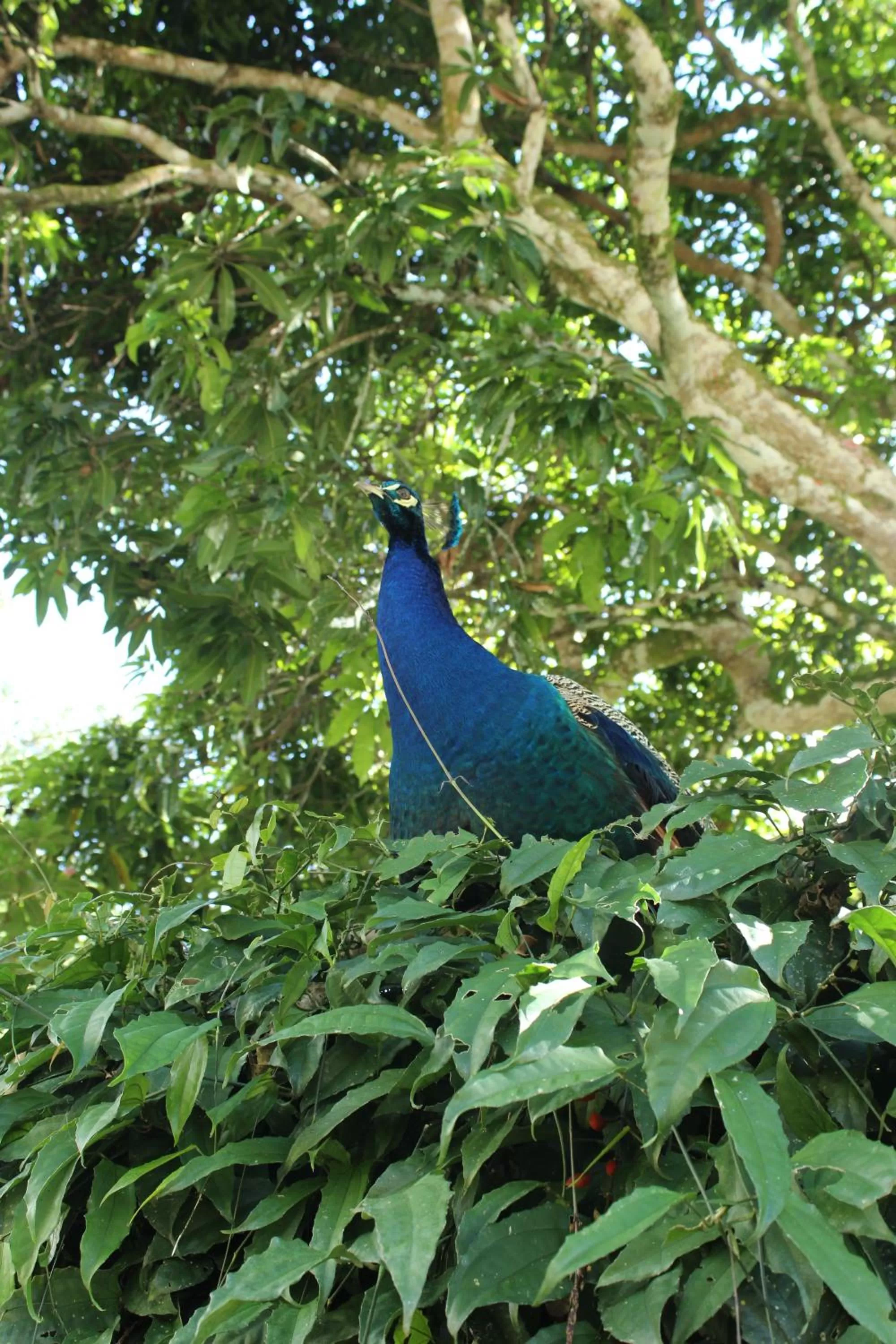 Natural landscape, Other Animals in Rio Escondido
