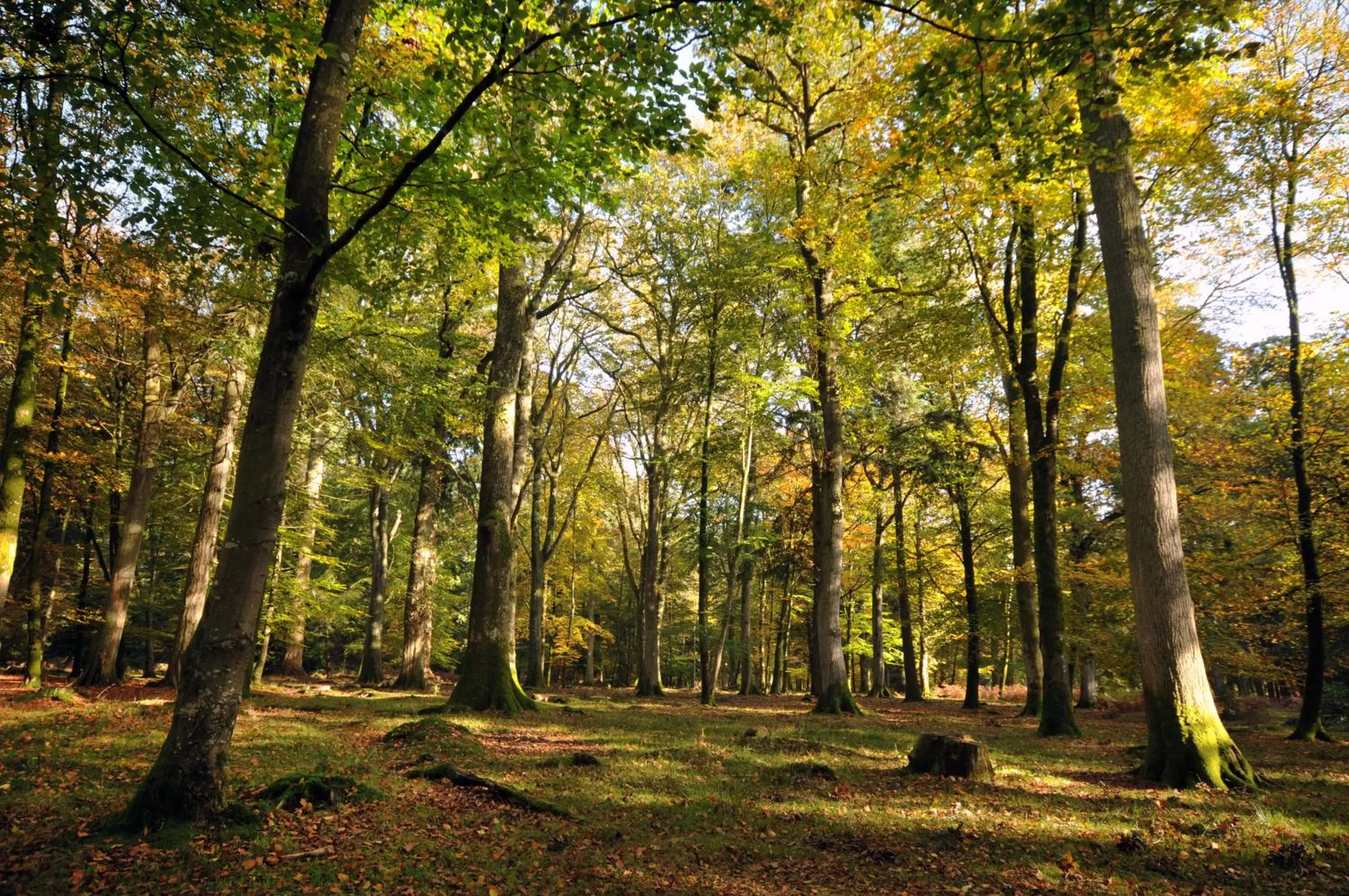 Area and facilities in Penny Farthing Hotel & Cottages