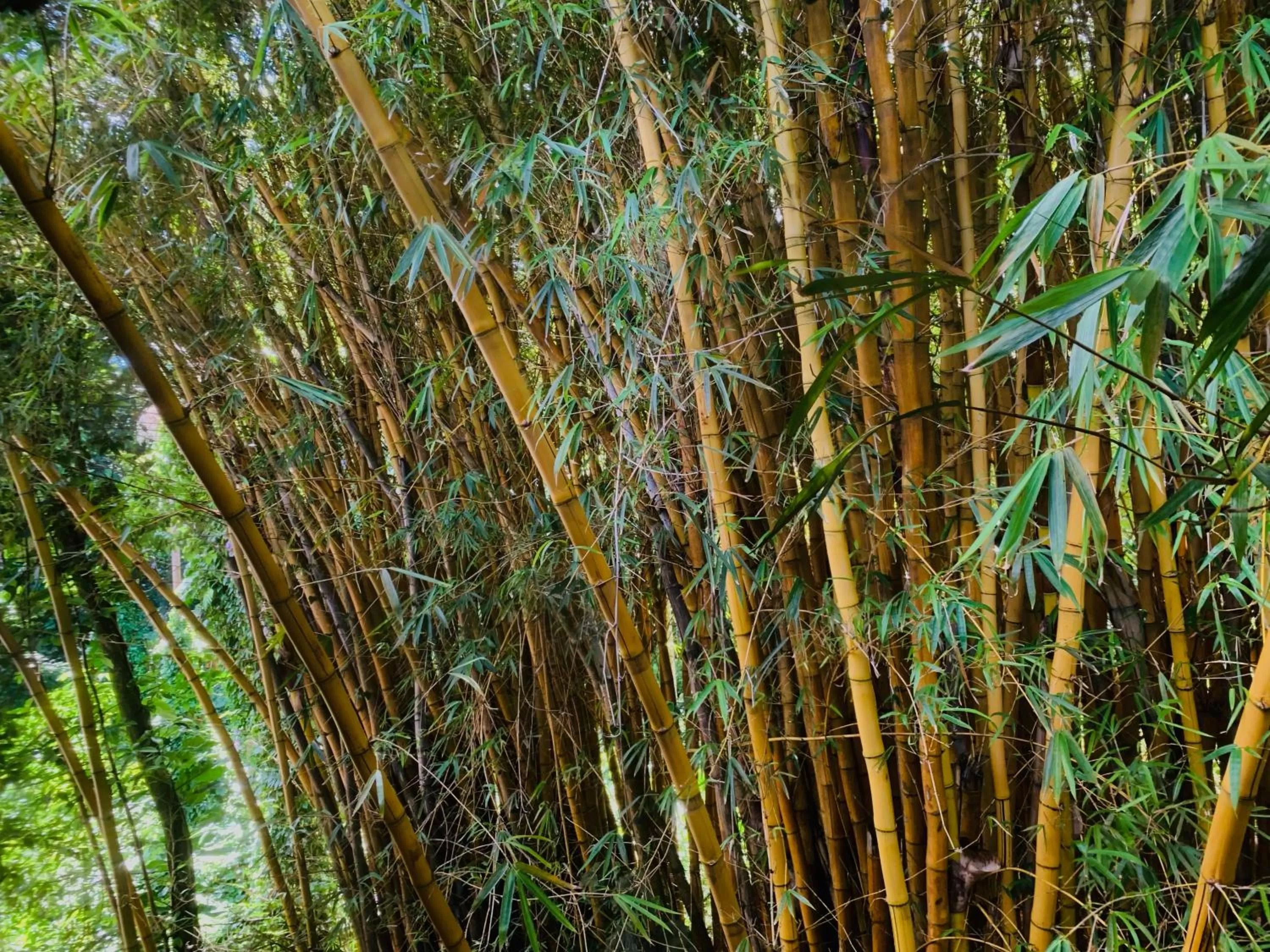 View (from property/room) in Wild Ginger Hotel