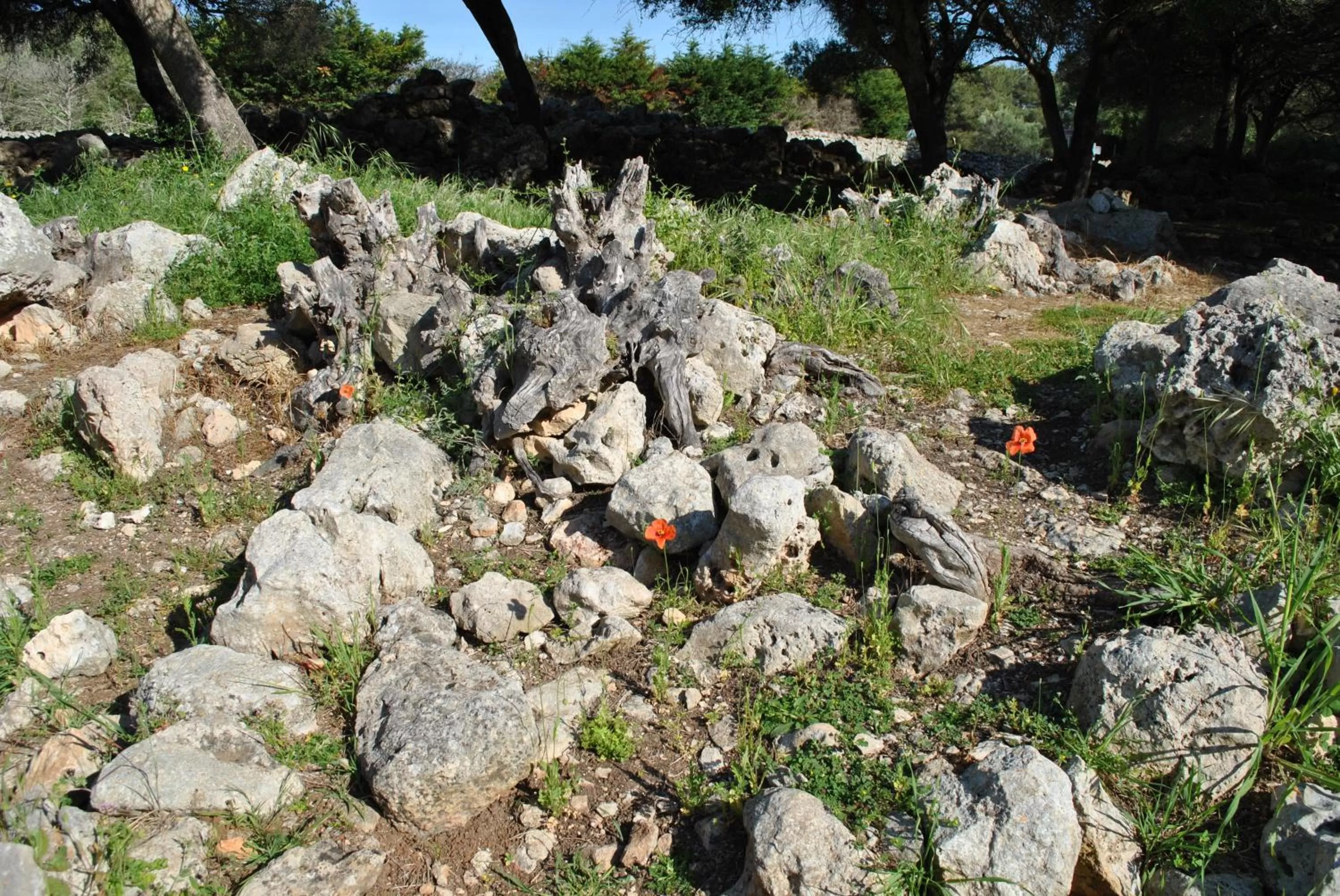 Activities in Agroturismo Binissafullet Vell