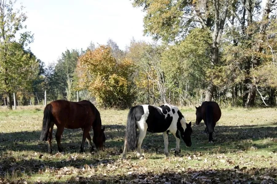 Area and facilities, Other Animals in Hotel Salto Del Laja