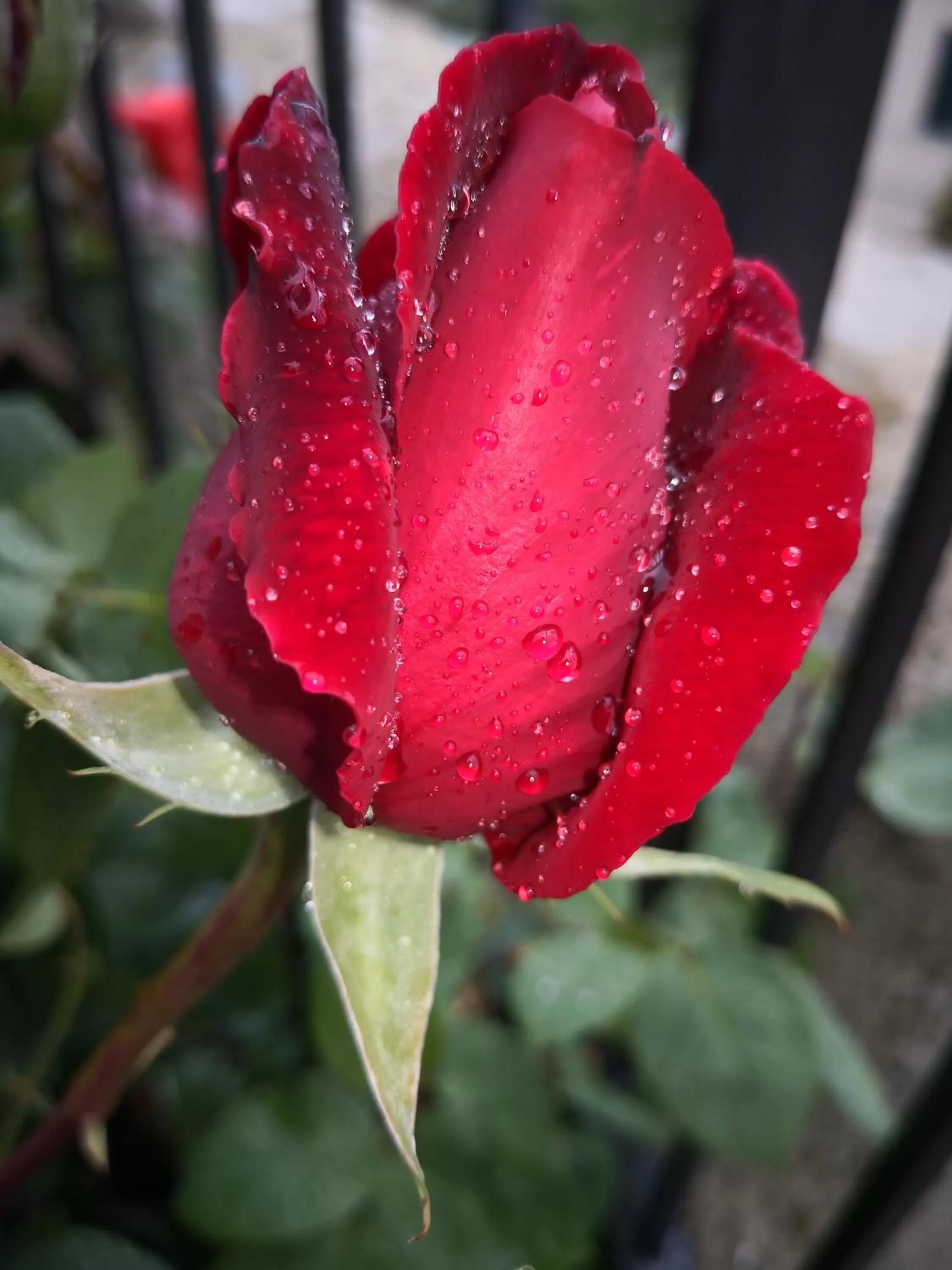 Garden in Il Torrione