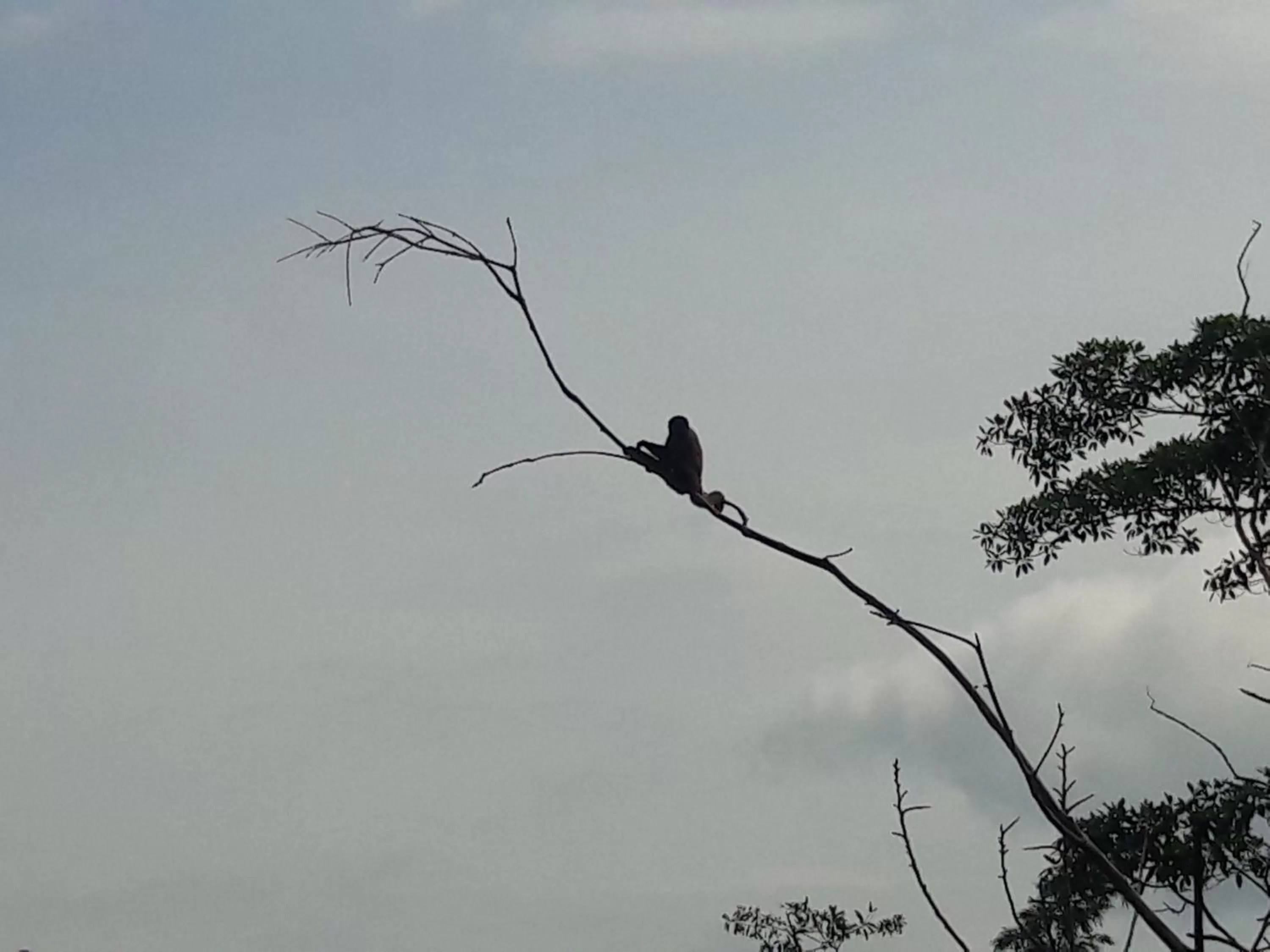 Activities, Other Animals in Hotel Marques Amazonico