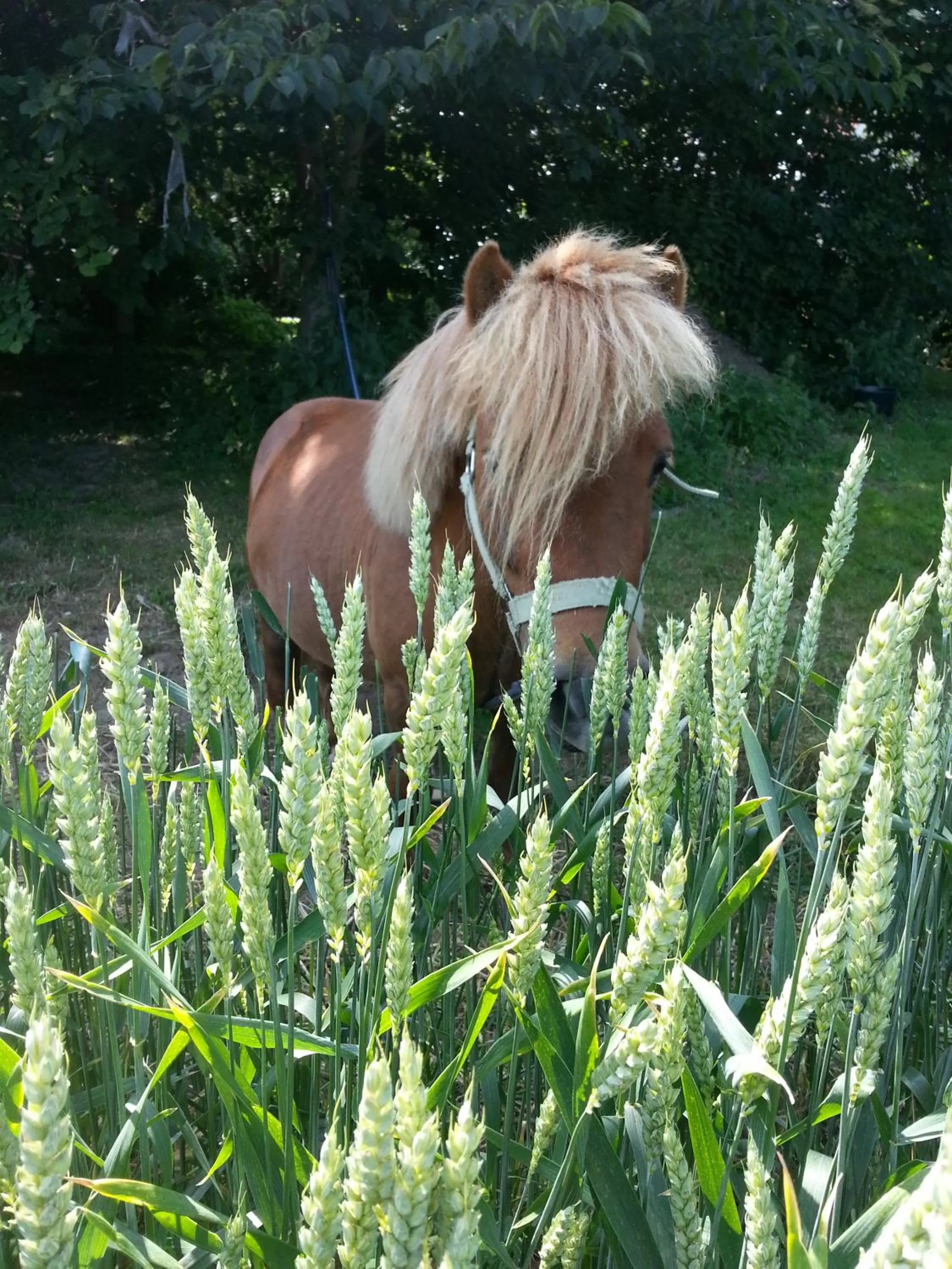 Day, Other Animals in Roskilde B&B