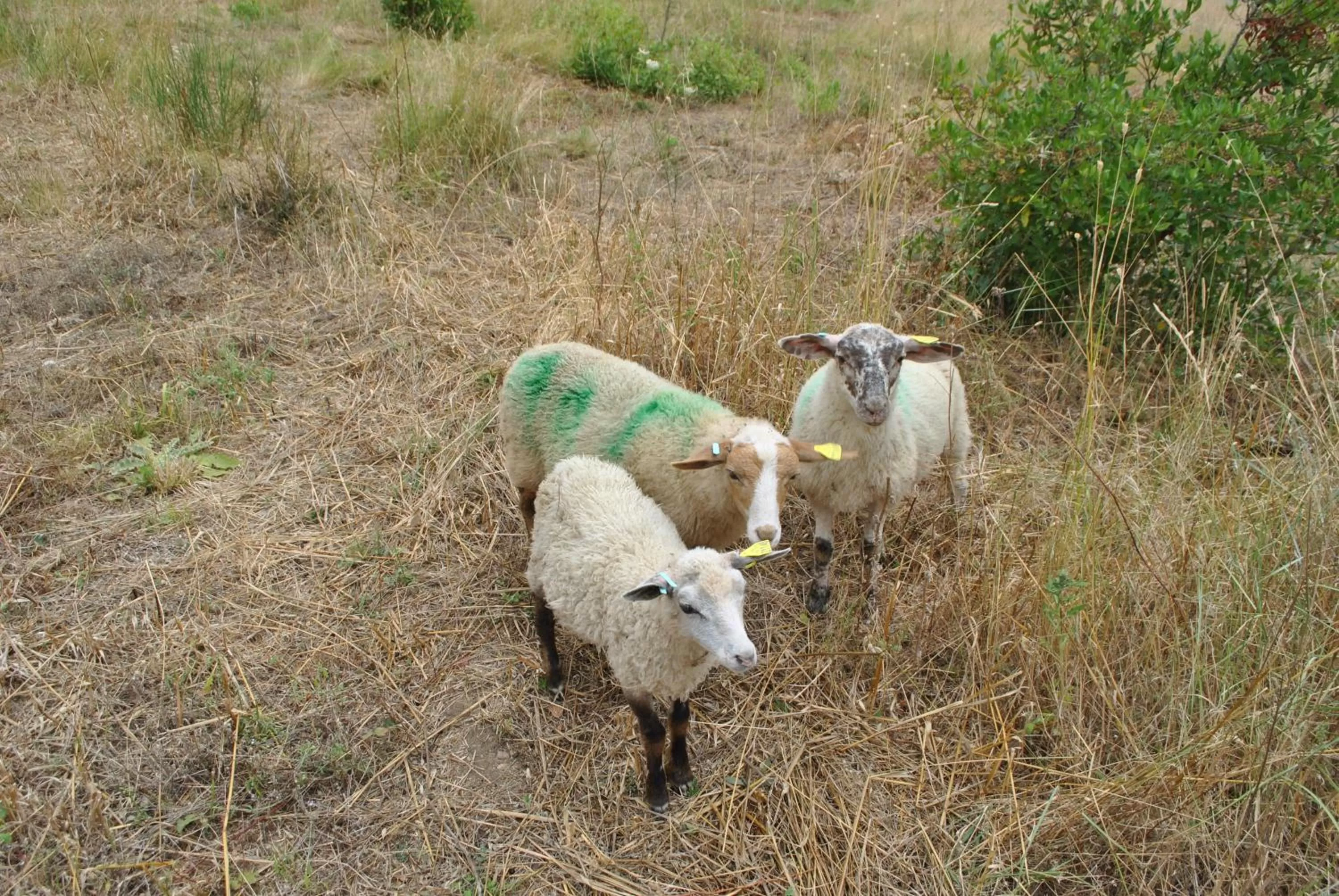 Pets, Other Animals in Chambres d'hôtes & Spa le Relais de la Cavayere
