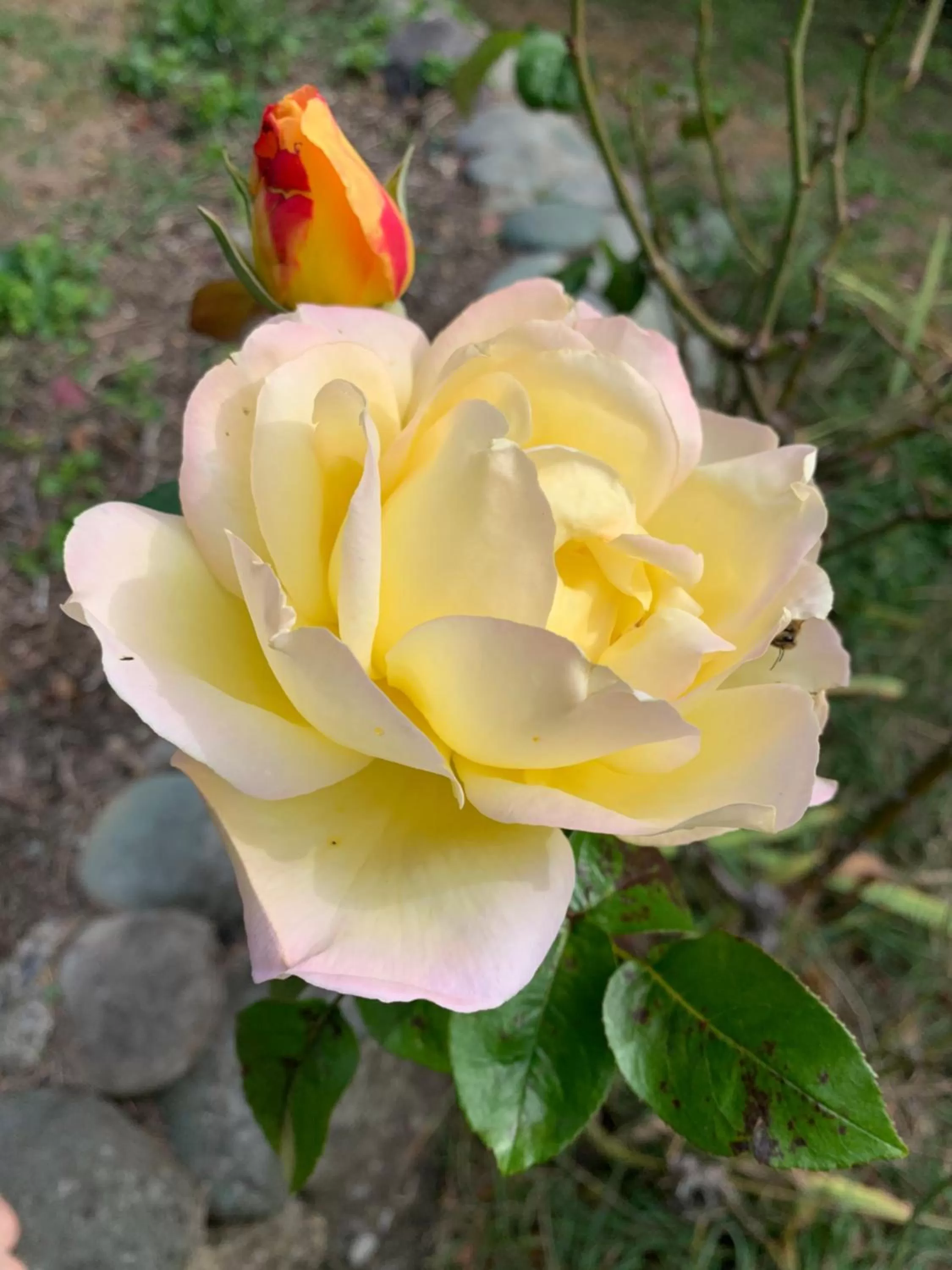 Garden in Quail Farm, Colonial charm