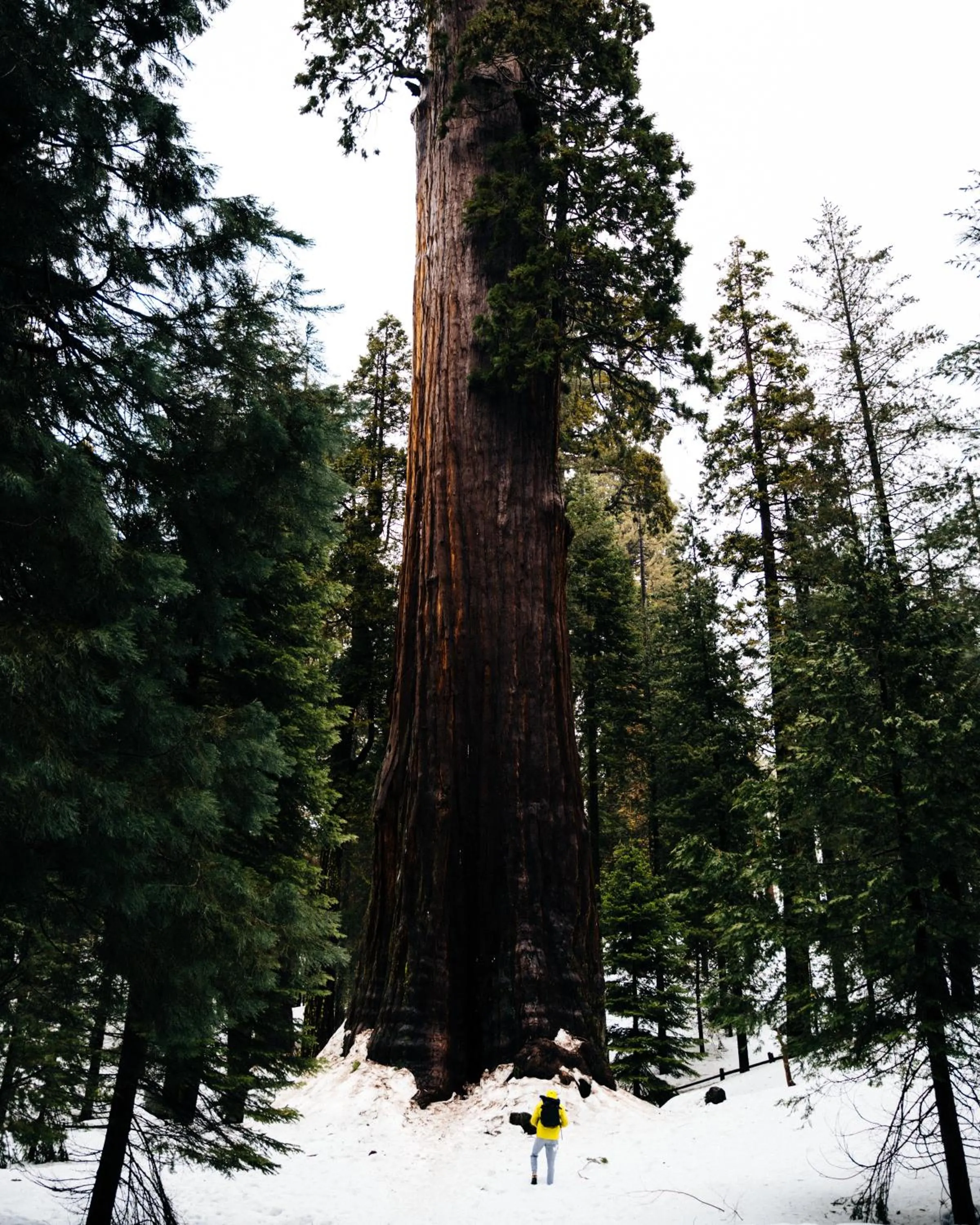 Natural landscape in Sierra Lodge Three Rivers