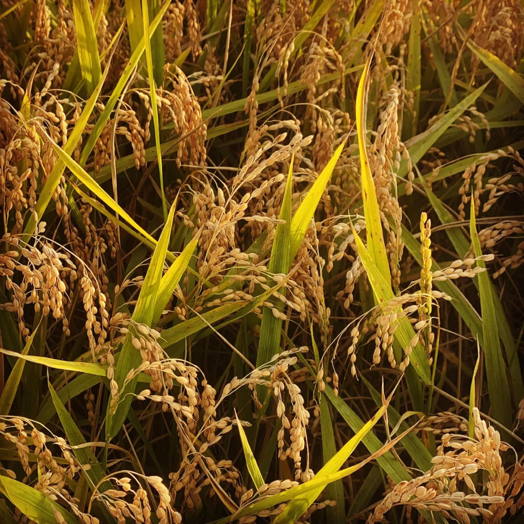 Restaurant/places to eat in Hotel Cinzia Ristorante Christian e Manuel