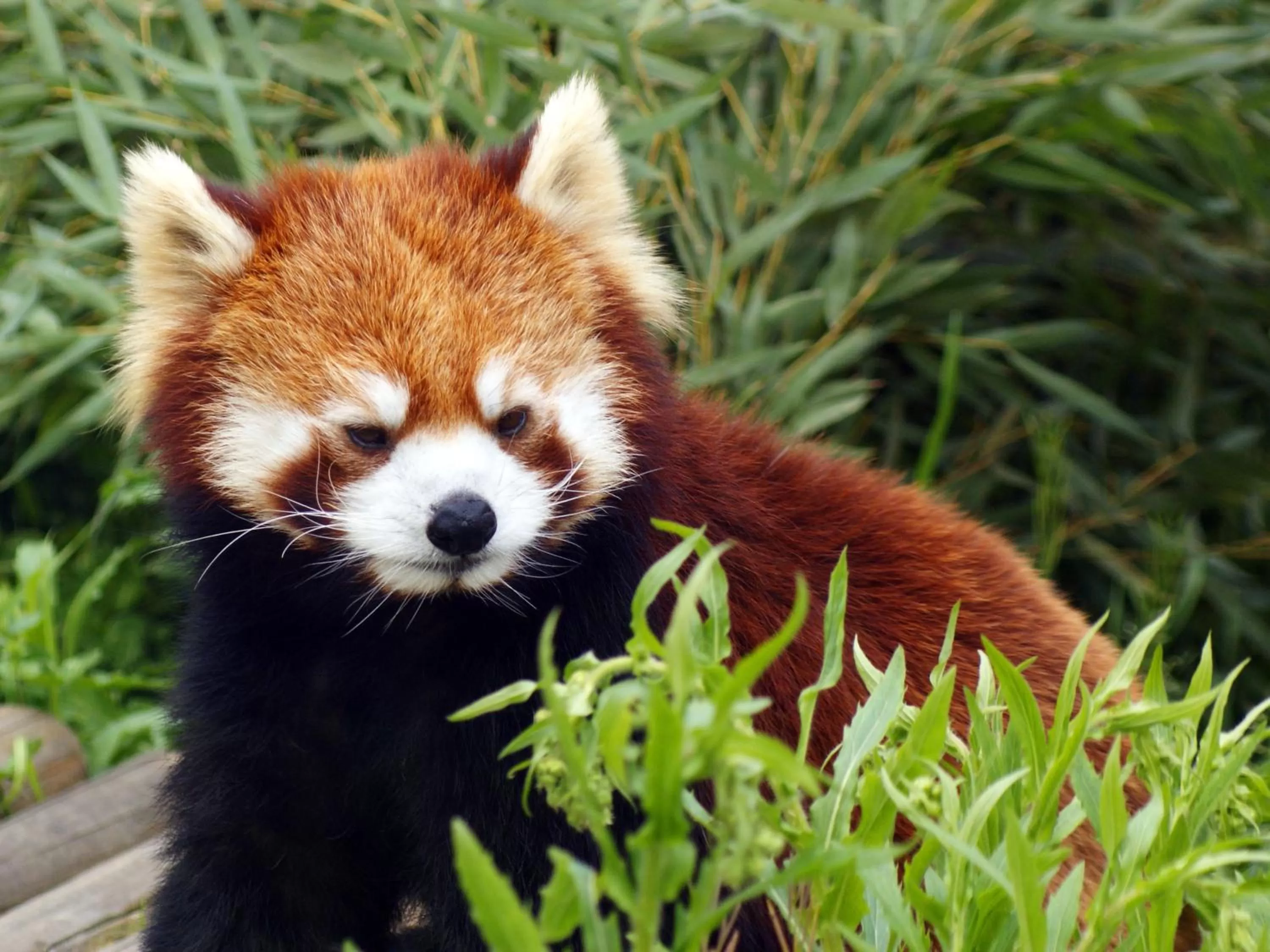 Nearby landmark, Other Animals in Hotel Wing International Kyoto - Shijo Karasuma