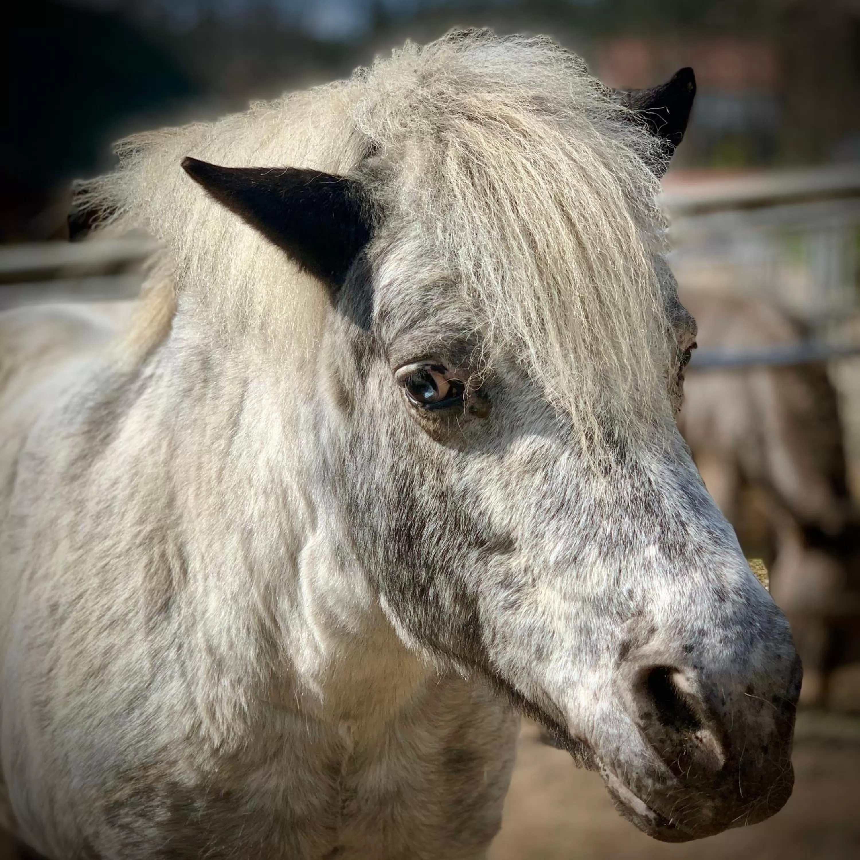 Other Animals in Ziołowa Dolina