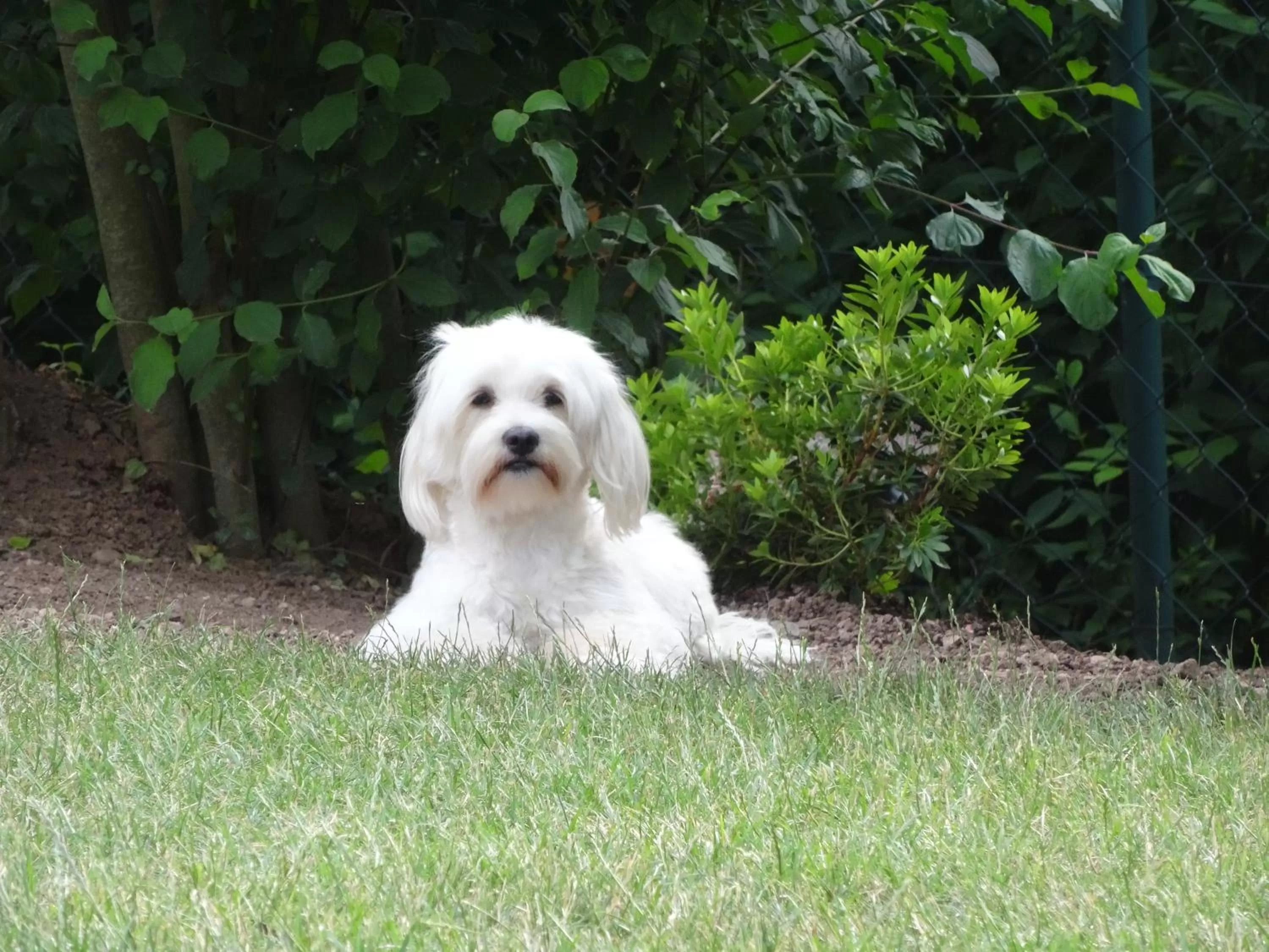 Garden, Pets in Pension und Apartment Landhaus Fricke