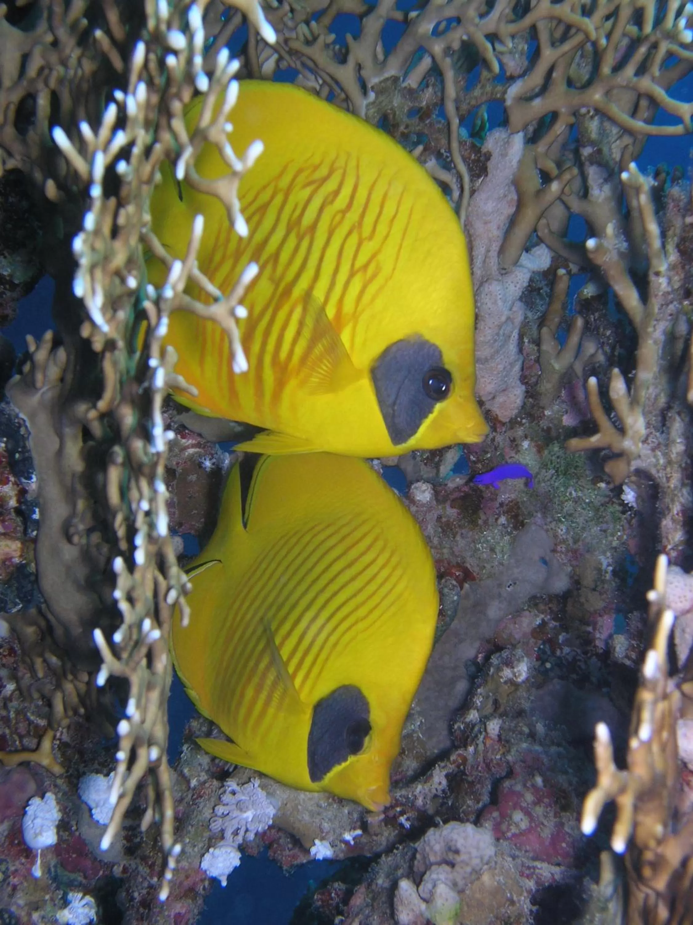 Snorkeling in Coral Sun Beach