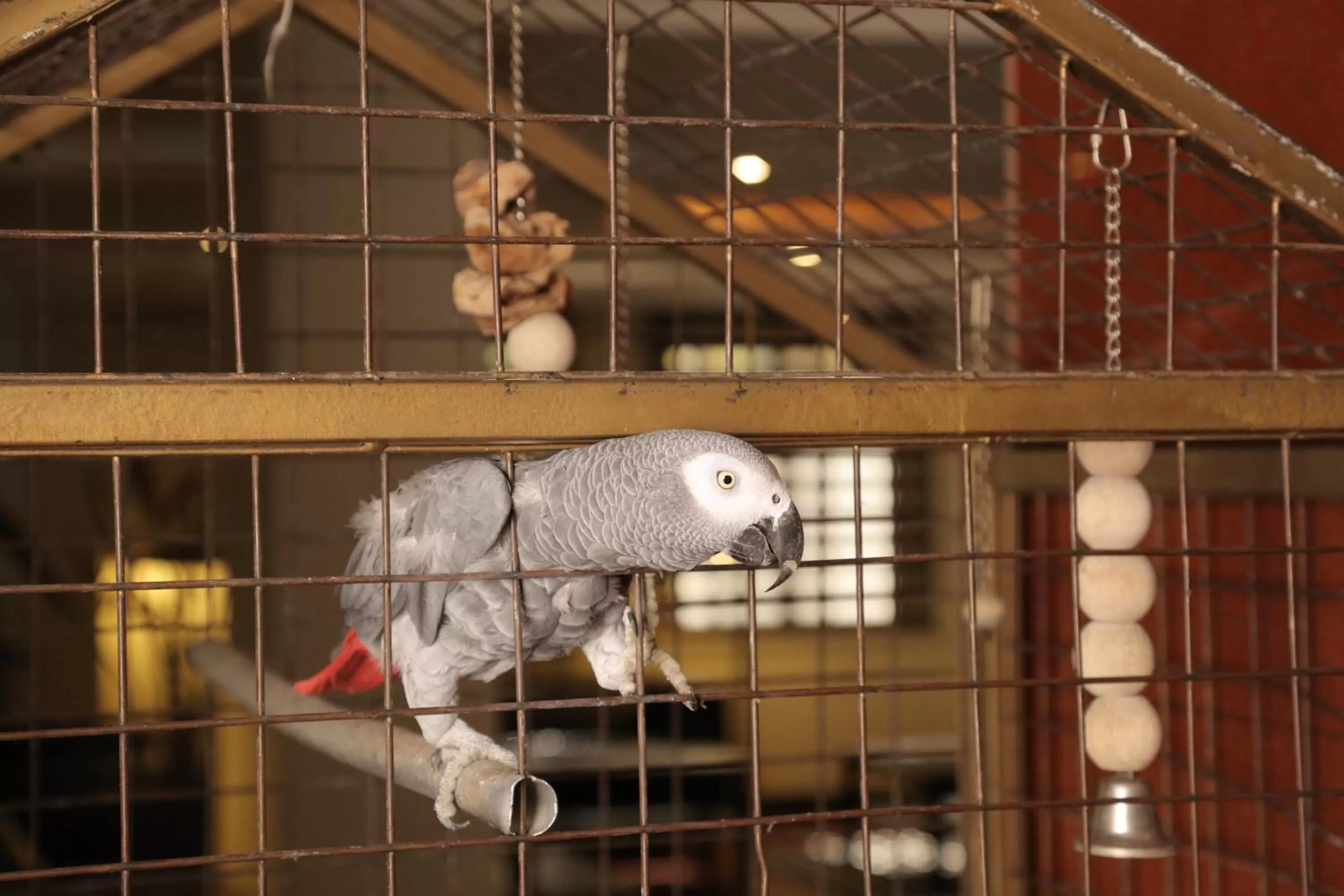 Lobby or reception, Other Animals in Golden Tulip Aqaba