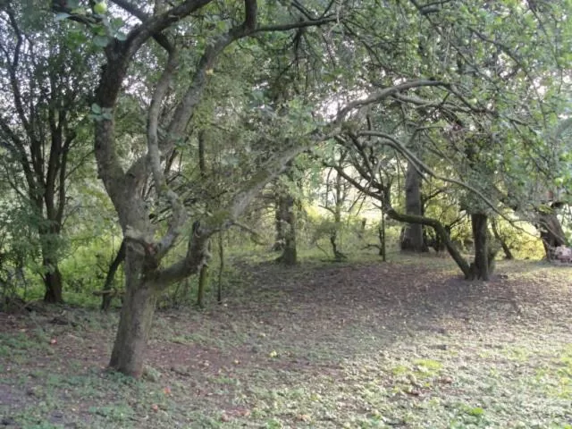 Natural landscape in Newsham Grange Farm